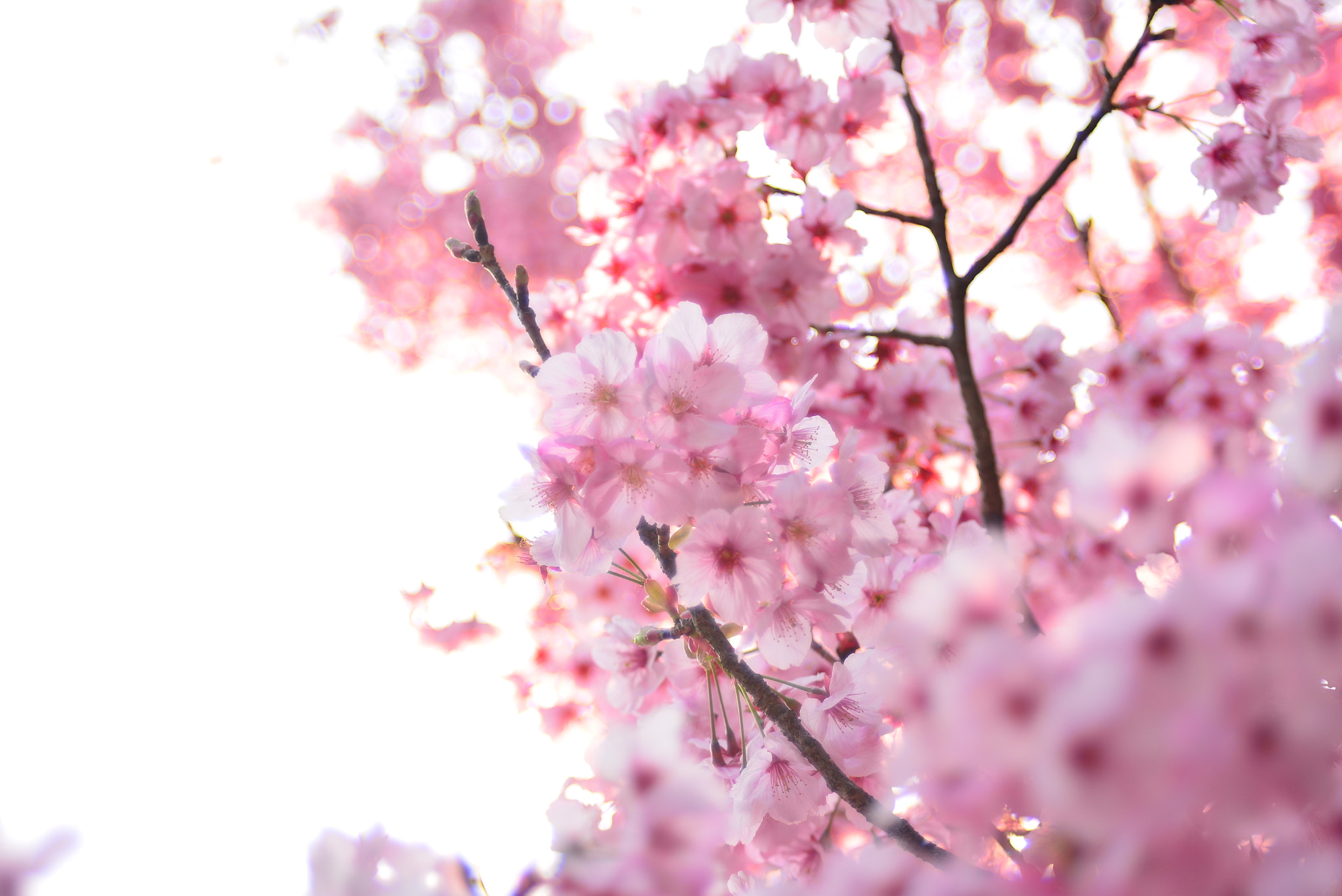 Manual Lens No CPU sample photo. 桜 photography