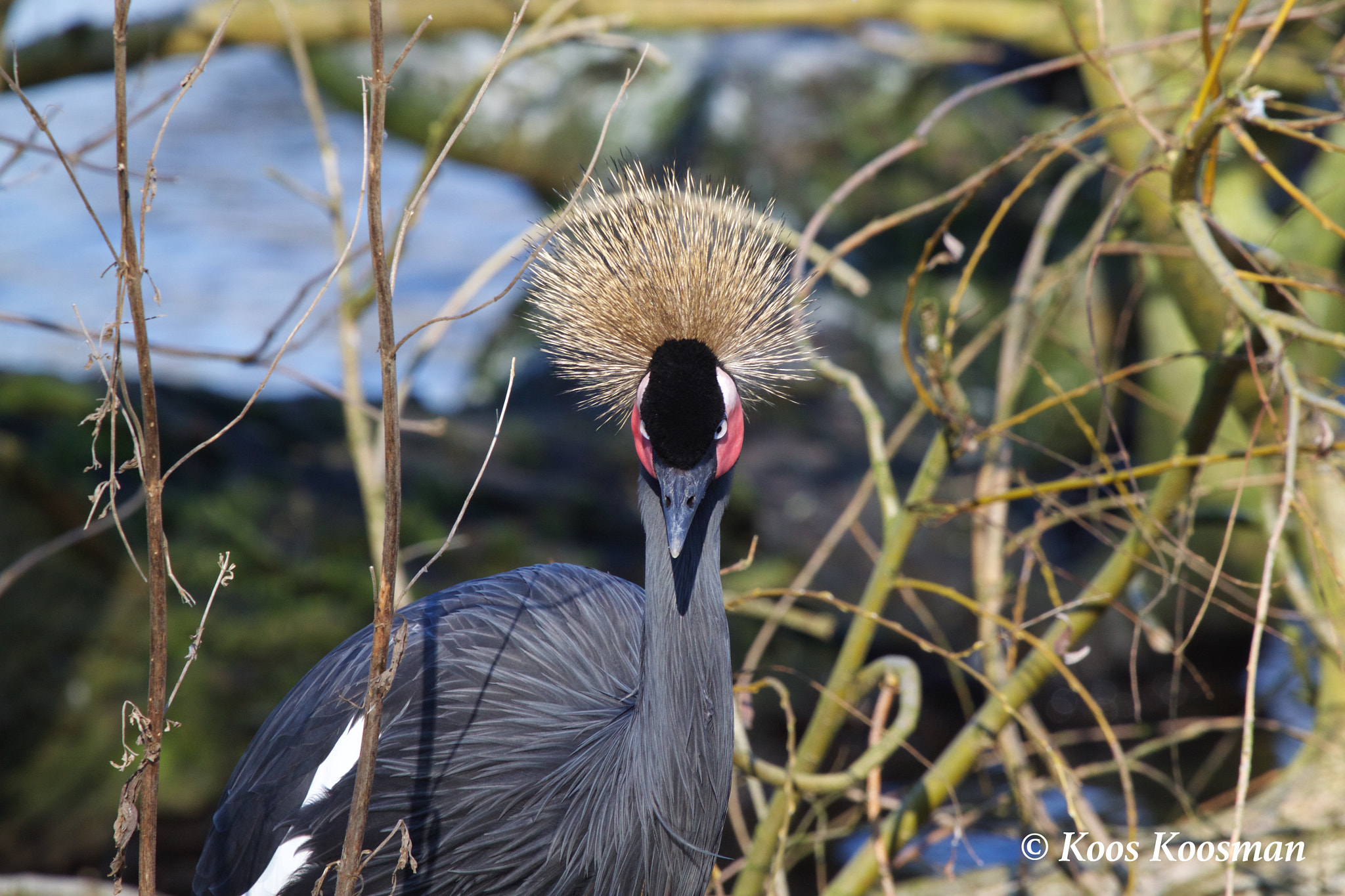 Canon EF 100-400mm F4.5-5.6L IS USM sample photo. Crowned crane photography
