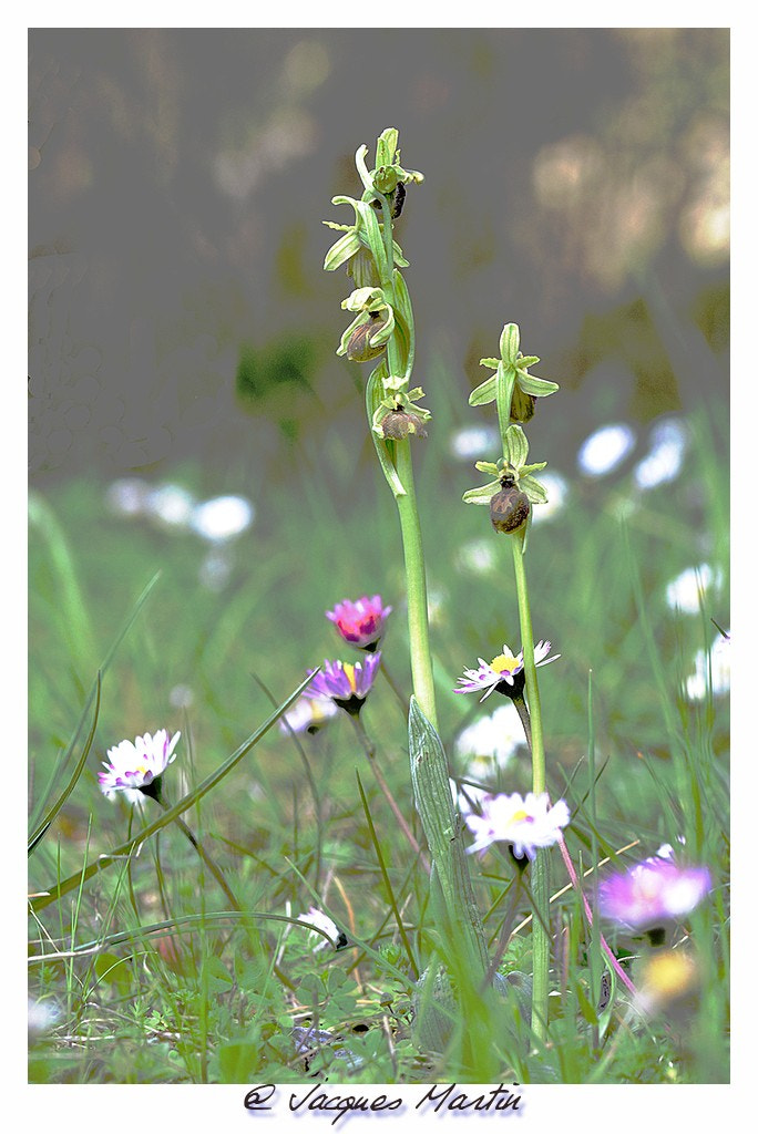 Nikon AF-S DX Micro-Nikkor 85mm F3.5G ED VR sample photo. Ophrys photography