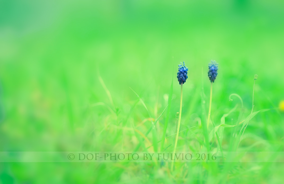 Nikon D3 + Sigma 85mm F1.4 EX DG HSM sample photo. Sudden perspectives photography