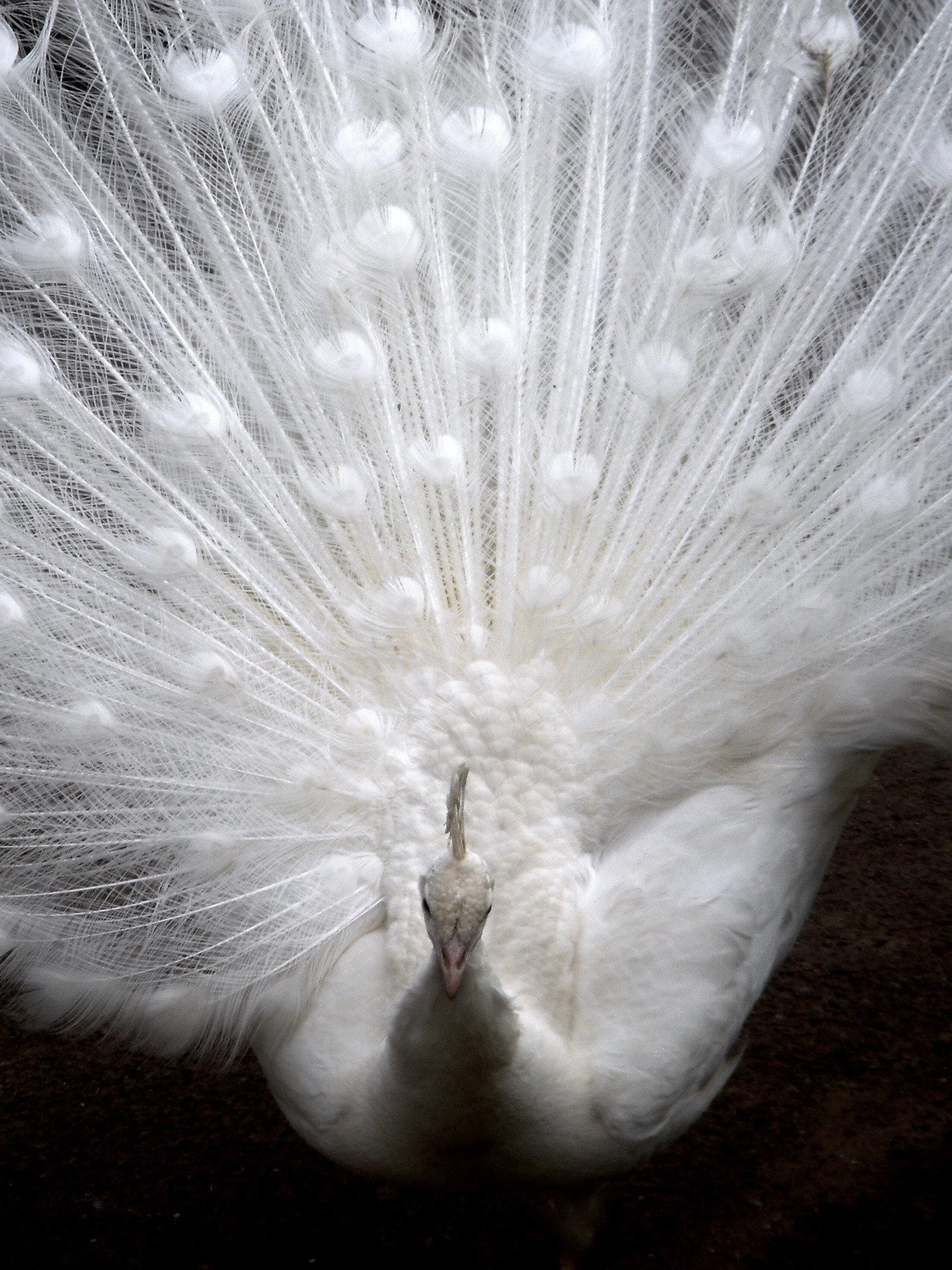 Sony DSC-T1 sample photo. White peacock photography