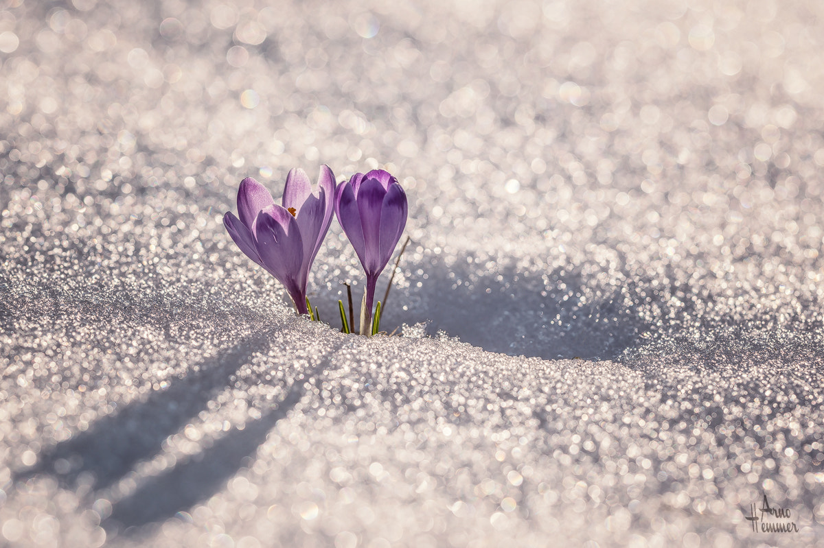 Sigma 150mm F2.8 EX DG OS Macro HSM sample photo. Violet photography