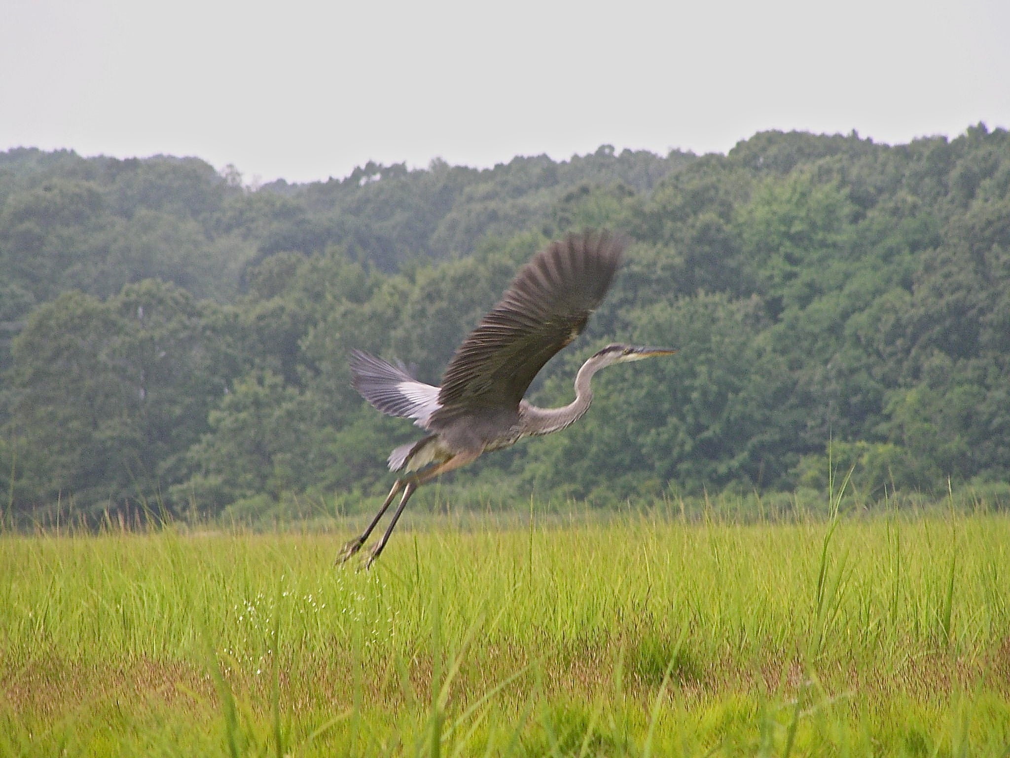 Olympus C730UZ sample photo. In the reedy grasses of squam lake's squaw cove (a ... photography