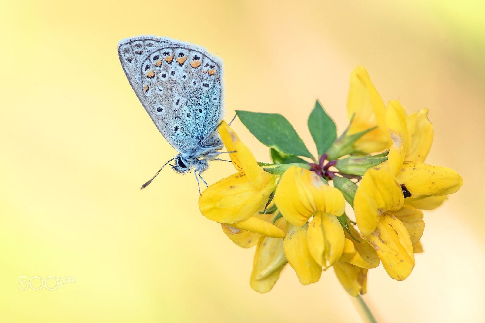Sigma 150mm F2.8 EX DG Macro HSM sample photo. Common blue photography