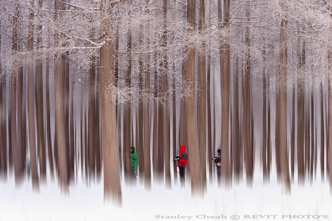 Canon EF 70-200mm F4L USM sample photo. Into the woods.jpg photography
