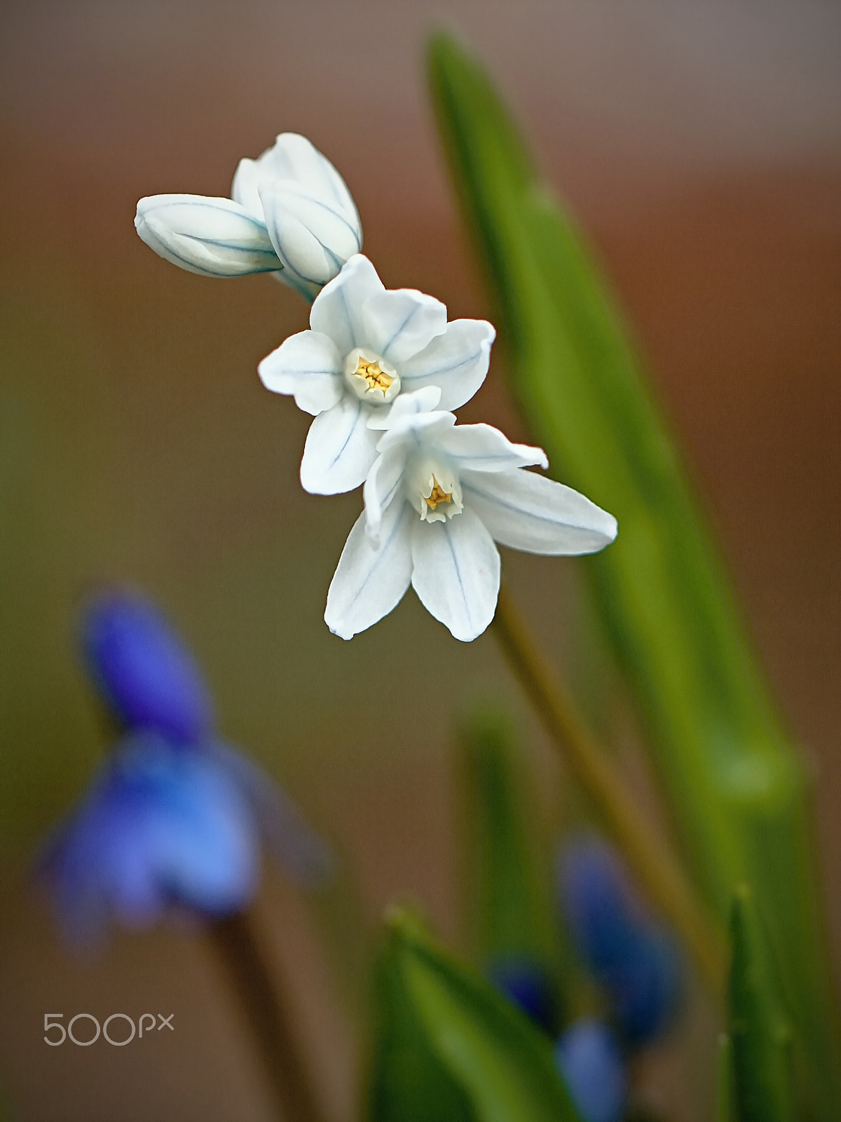 Canon EF 100mm F2.8L Macro IS USM sample photo. Spring flower photography