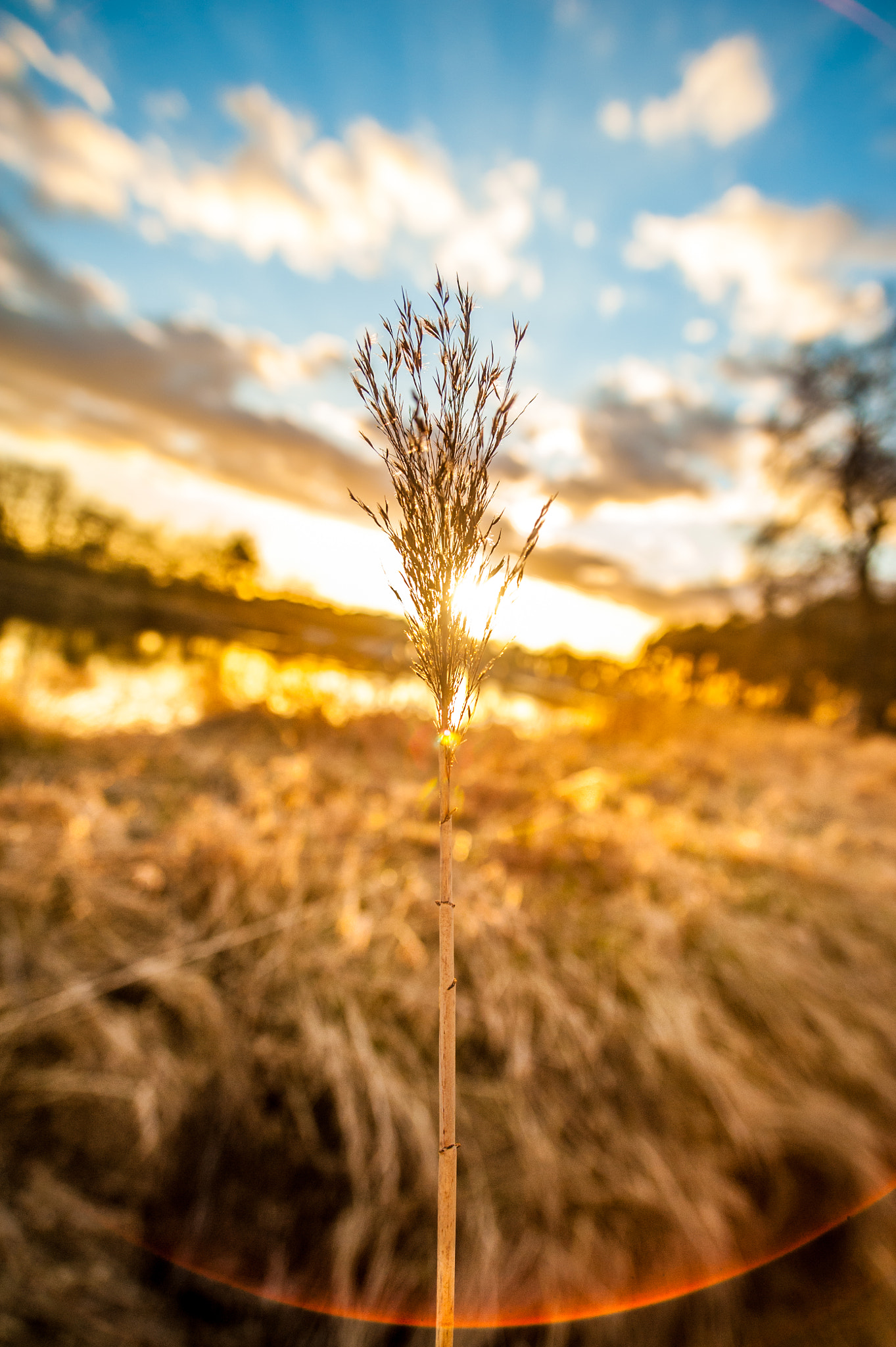 Nikon D700 + Sigma 20mm F1.8 EX DG Aspherical RF sample photo. Breath of spring photography