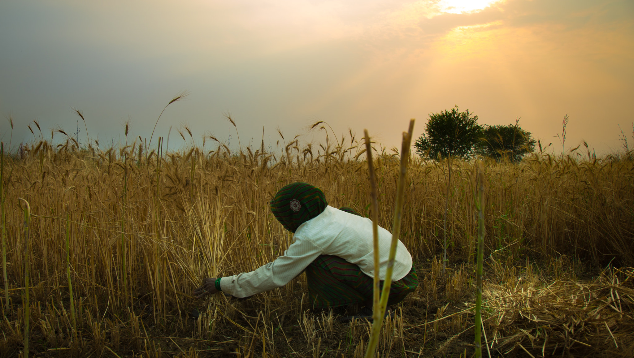 Sony a7S + Canon EF 24-105mm F4L IS USM sample photo. Crop harvesting in india photography