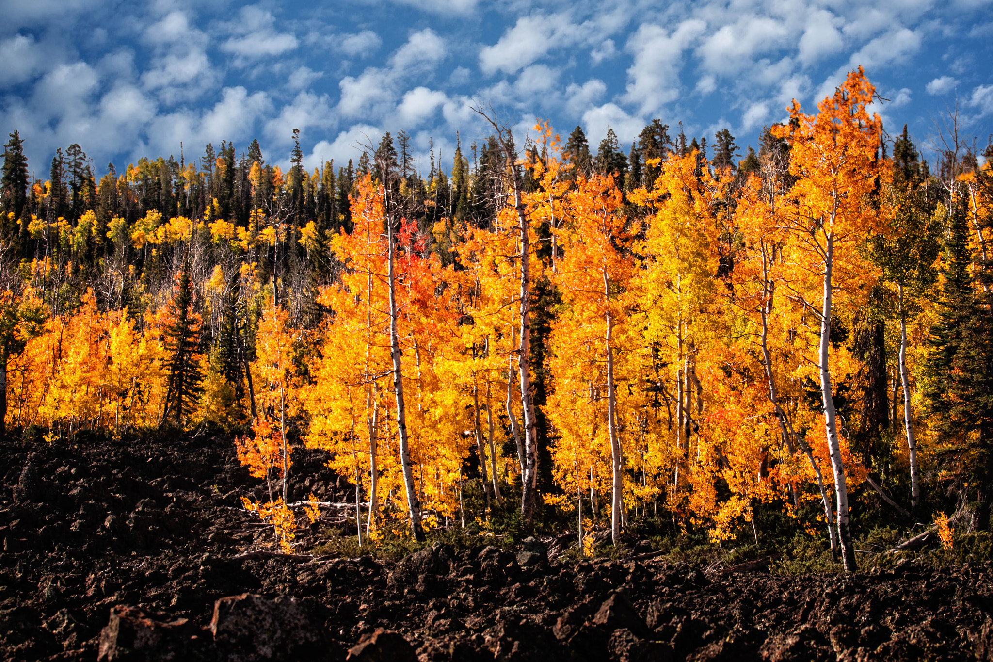 Canon EF 100-400mm F4.5-5.6L IS USM sample photo. Aspen trees photography