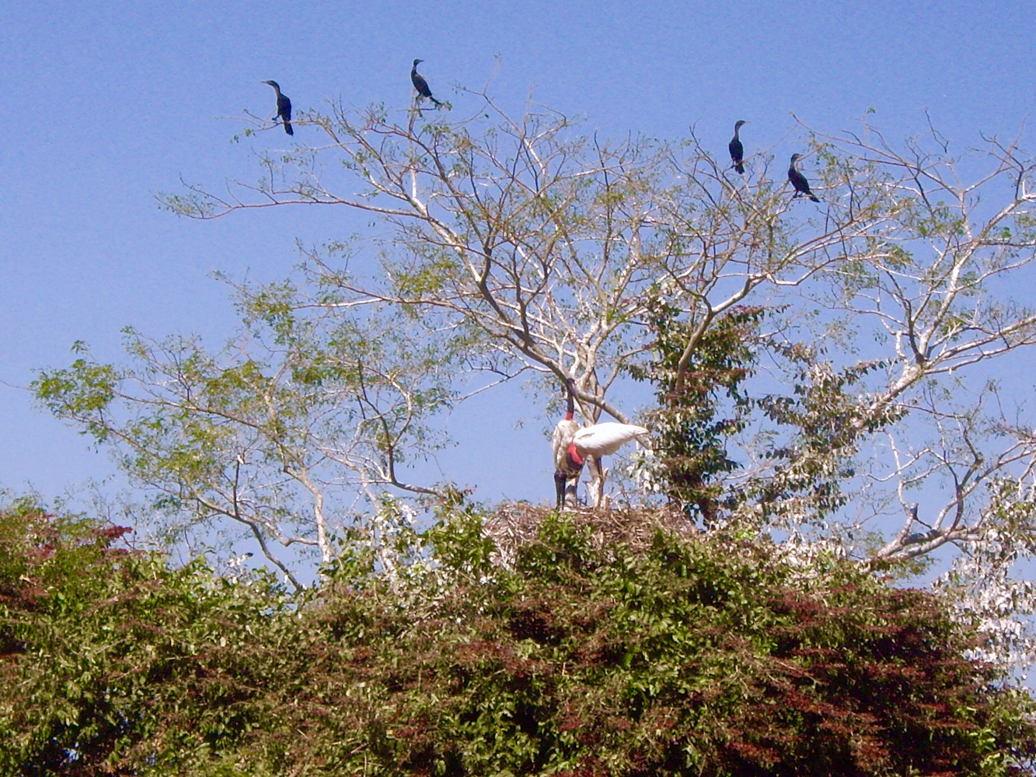 Pentax OPTIO S6 sample photo. Pantanal-mt photography