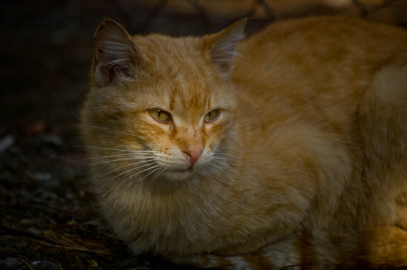 Sigma 70-300mm F4-5.6 APO DG Macro sample photo. Yalta cats / Ялтинские коты photography