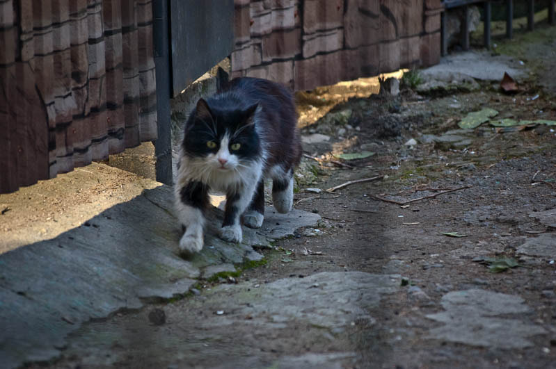 Sigma 70-300mm F4-5.6 APO DG Macro sample photo. Yalta cats / Ялтинские коты photography