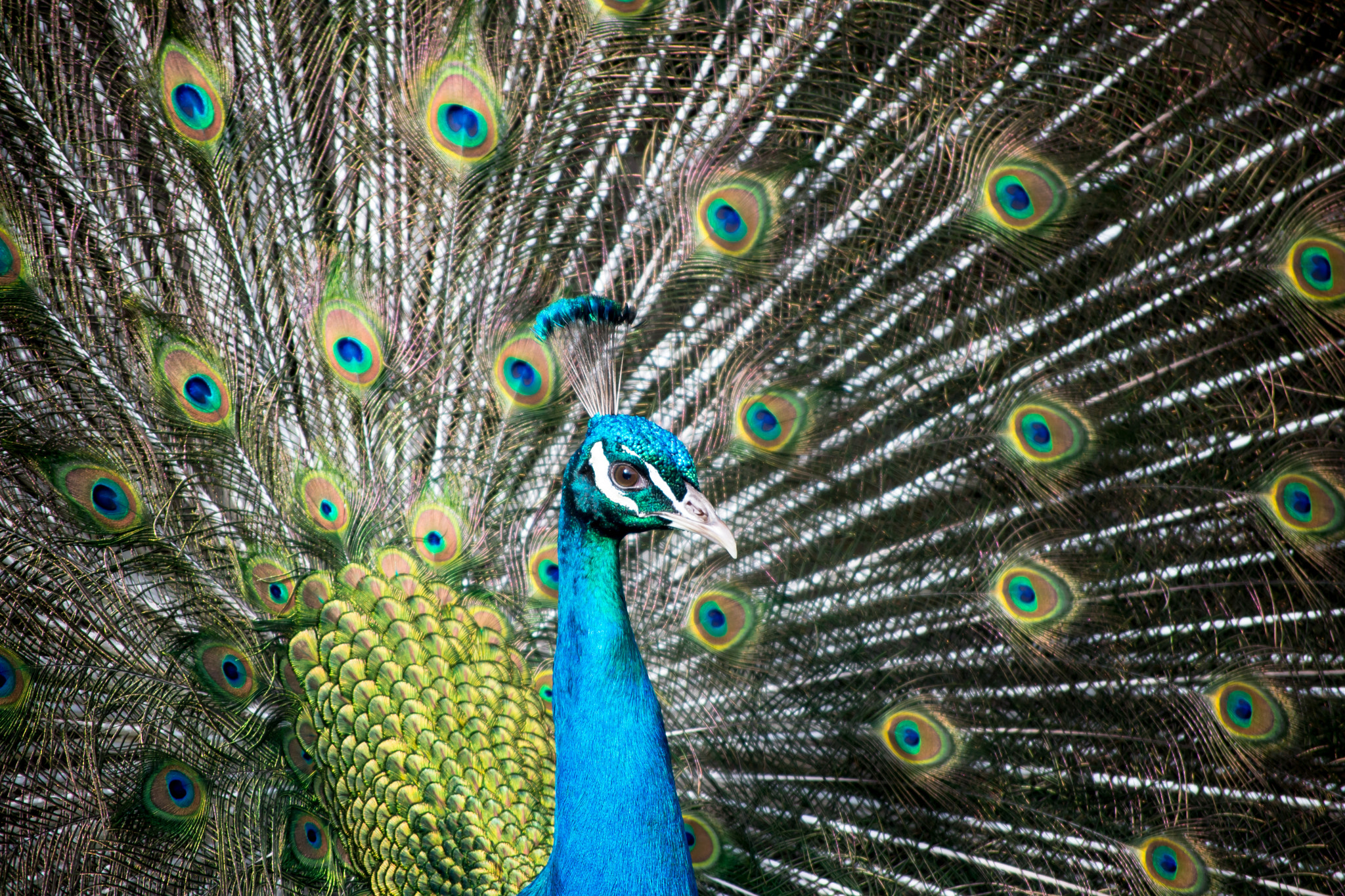 Nikon D600 sample photo. Peacock photography