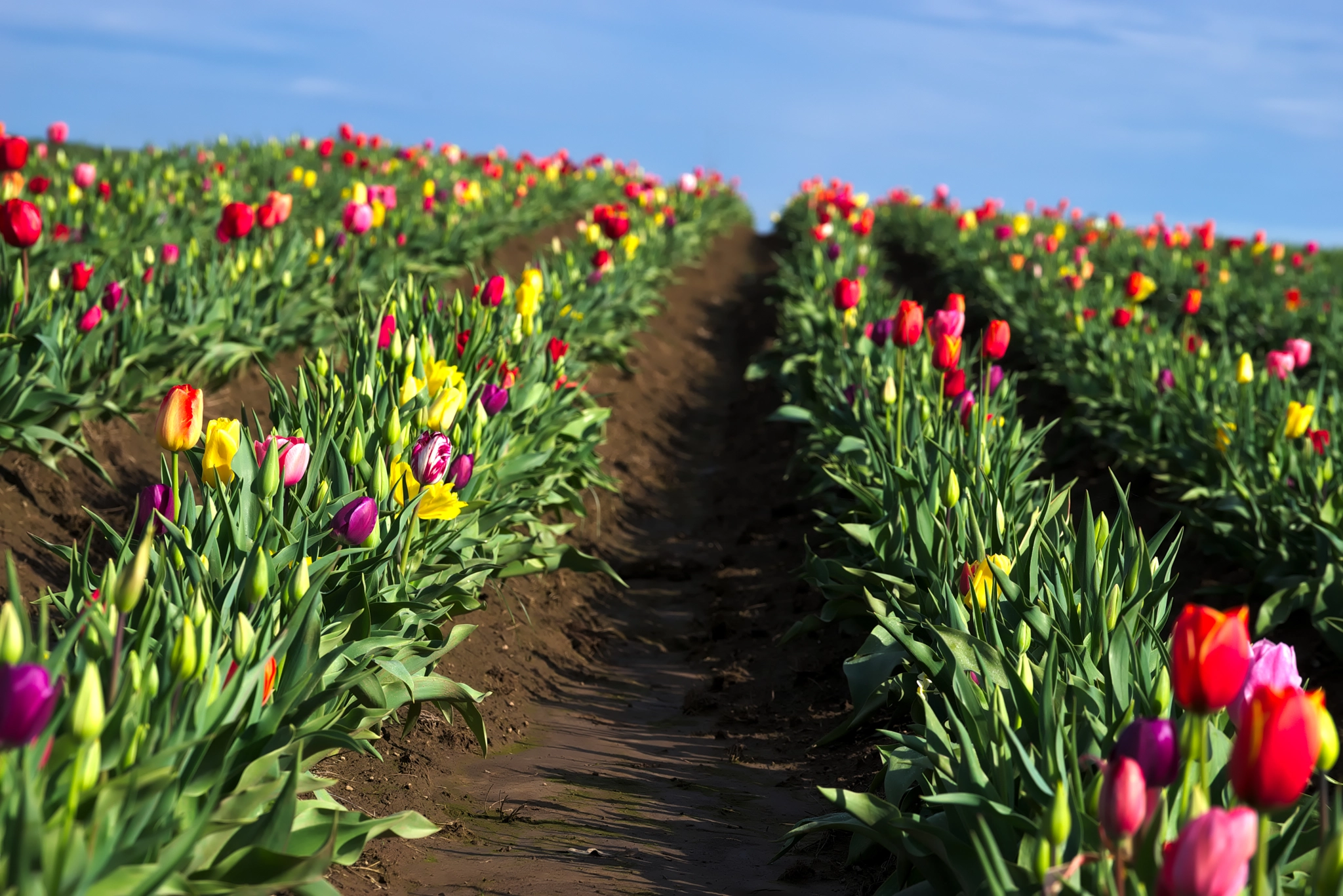 Sony a7 + Sony FE 70-200mm F4 G OSS sample photo. Spring photography