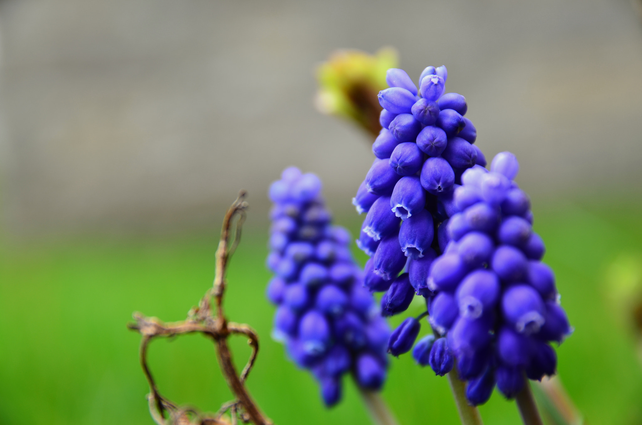 Sigma 17-70mm F2.8-4 DC Macro OS HSM | C sample photo. Spring feelings photography