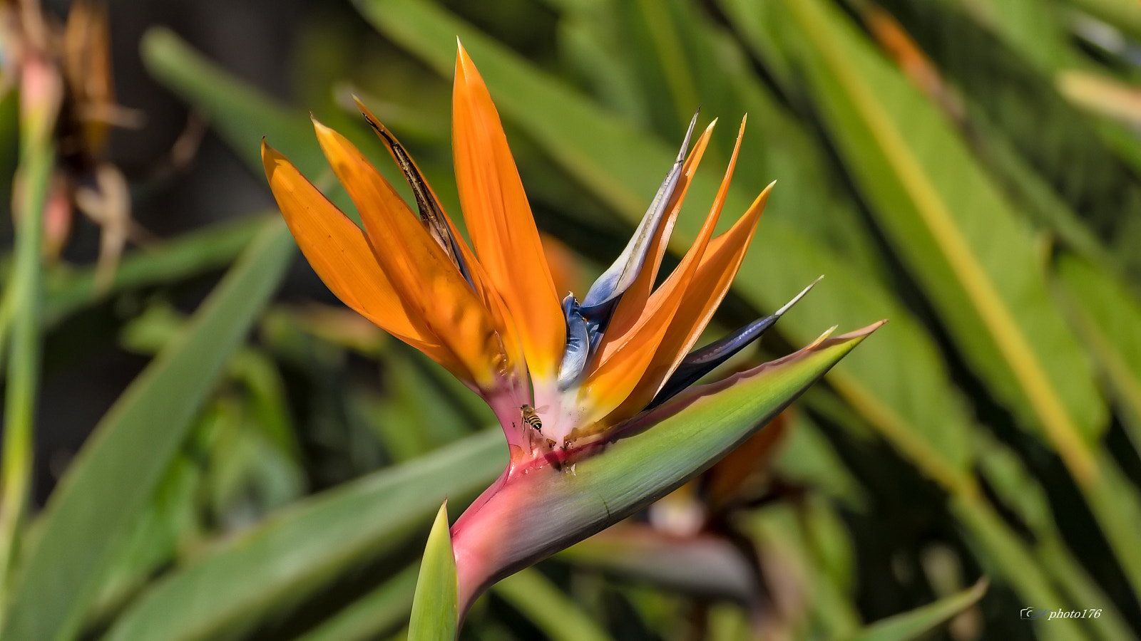 Tamron SP 35mm F1.8 Di VC USD sample photo. Bird of paradise (flower) photography