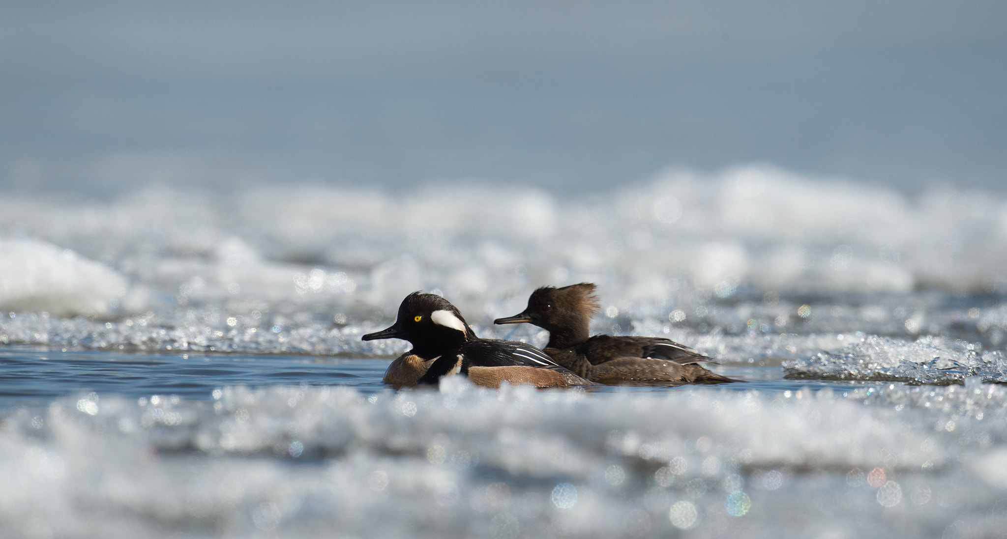 Nikon D4 + Sigma 24-60mm F2.8 EX DG sample photo. Harle couronne - lophodytes cucullatus - hooded merganser photography