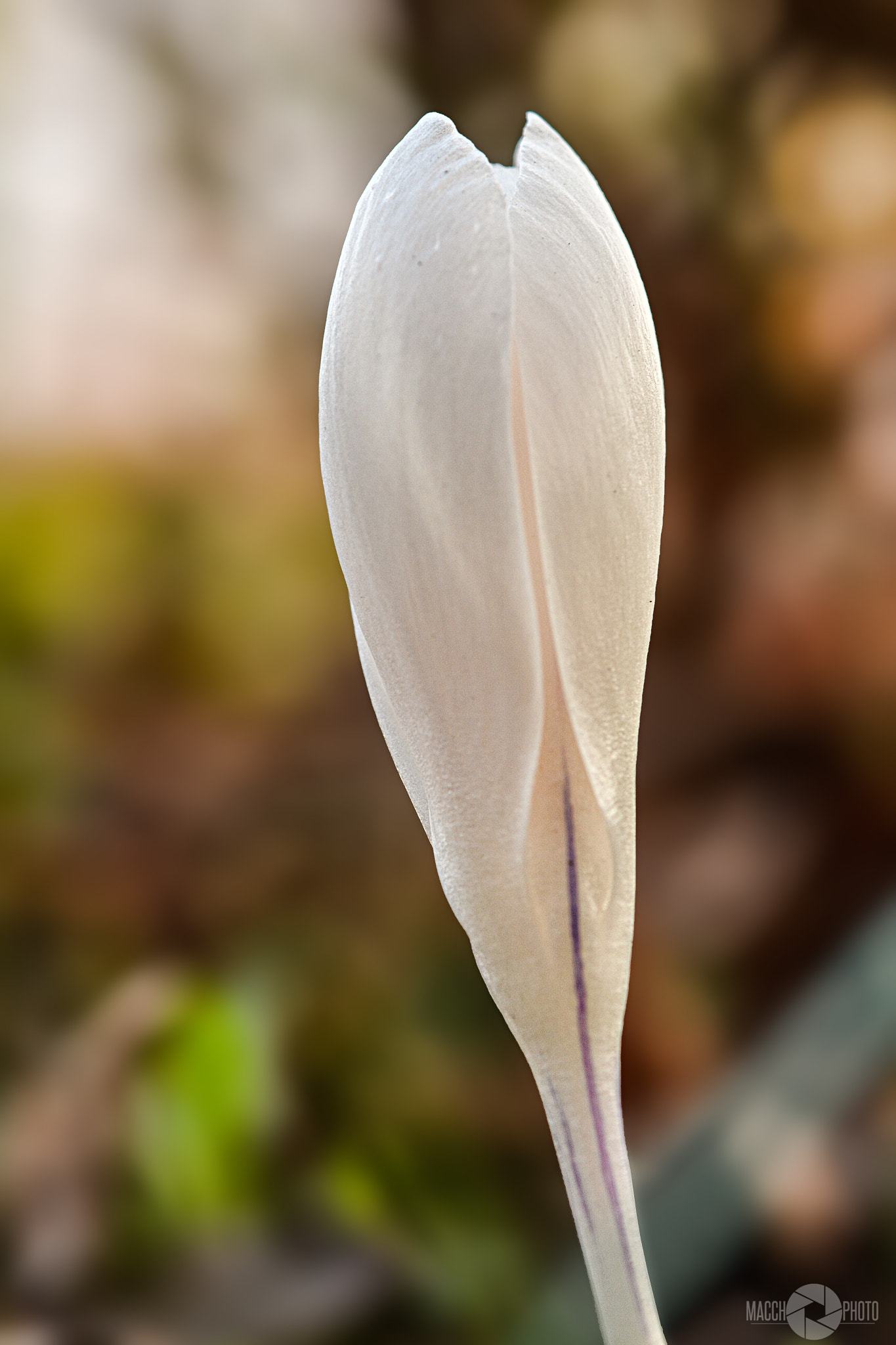 Nikon AF-S Micro-Nikkor 60mm F2.8G ED sample photo. White corcus photography