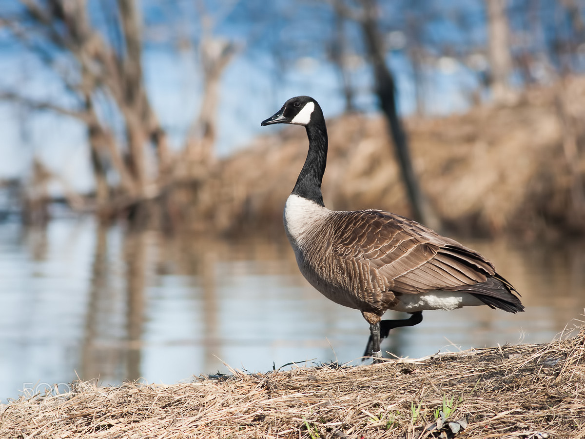 Canon EOS 40D + Canon EF 400mm F5.6L USM sample photo. Canada goose photography