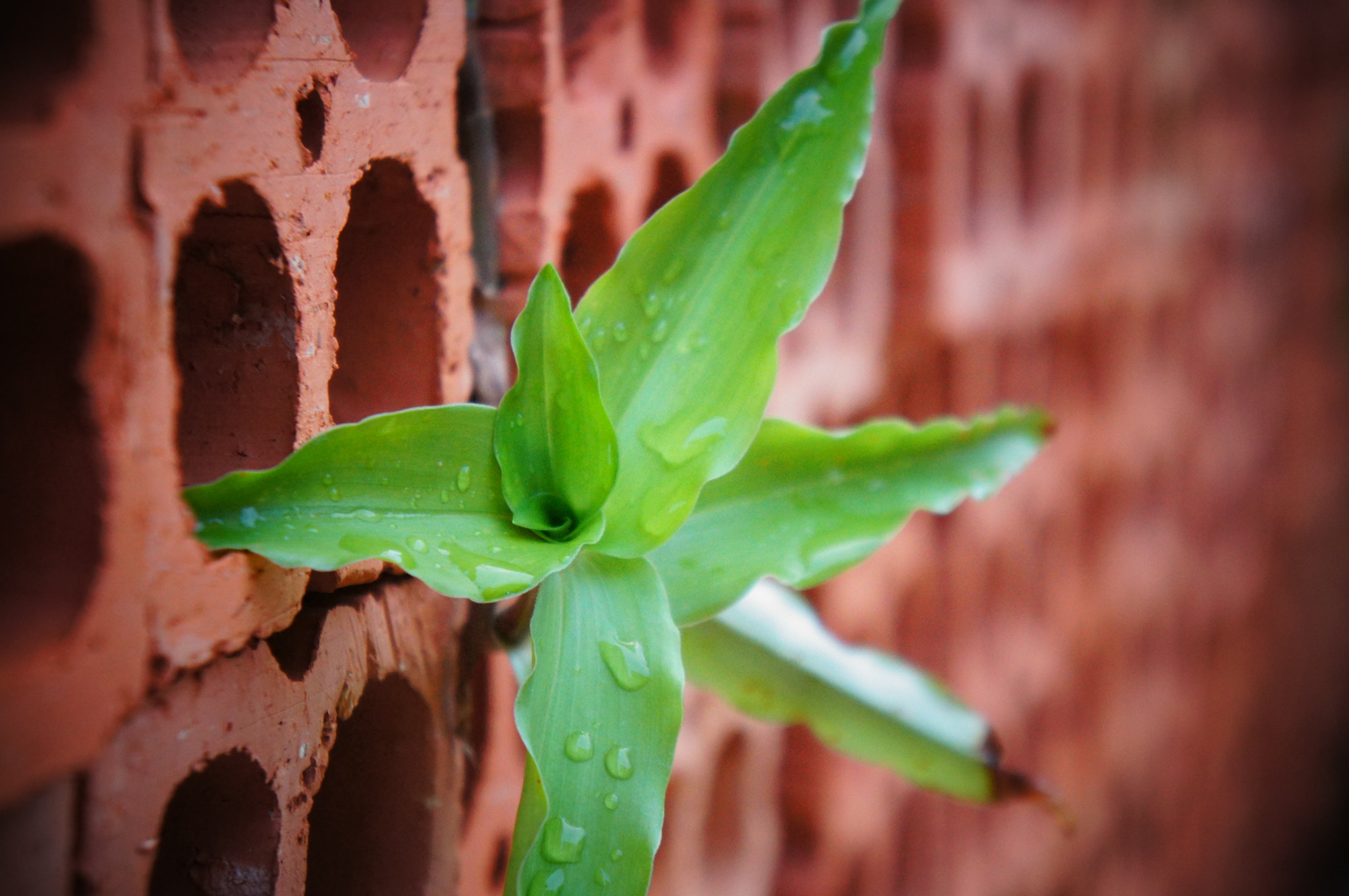 Sony Alpha NEX-C3 sample photo. Spring photography
