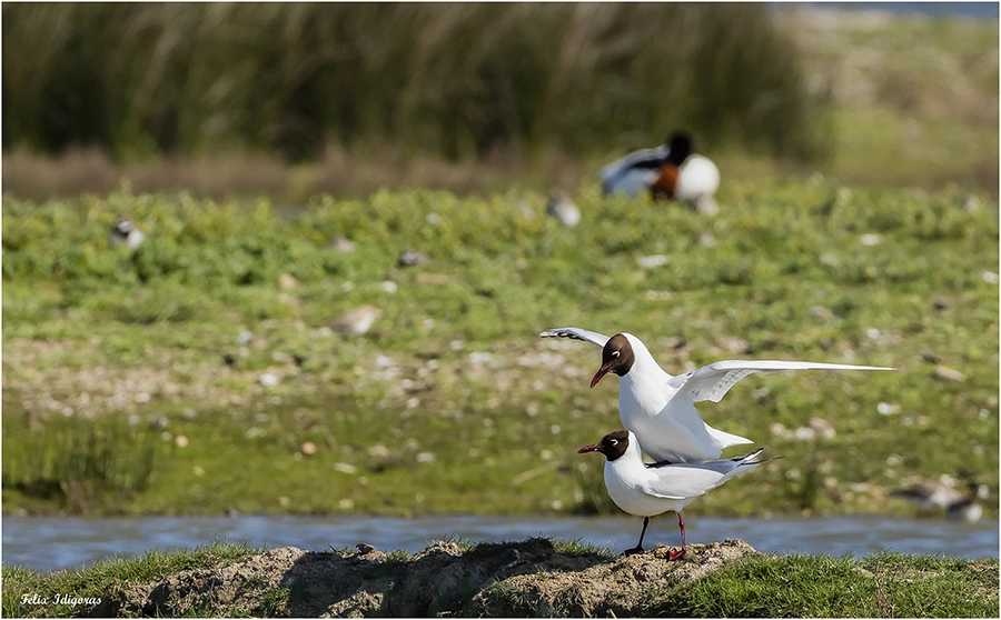 Canon EOS 5DS R + Canon EF 500mm F4L IS USM sample photo. Pareja de reidoras copulando photography