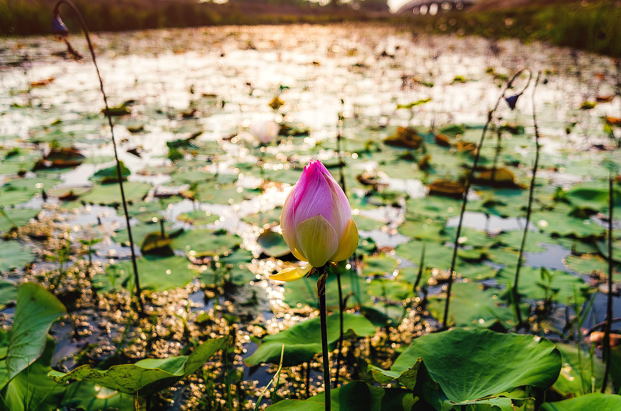 Pentax K-5 IIs sample photo. Lotus photography