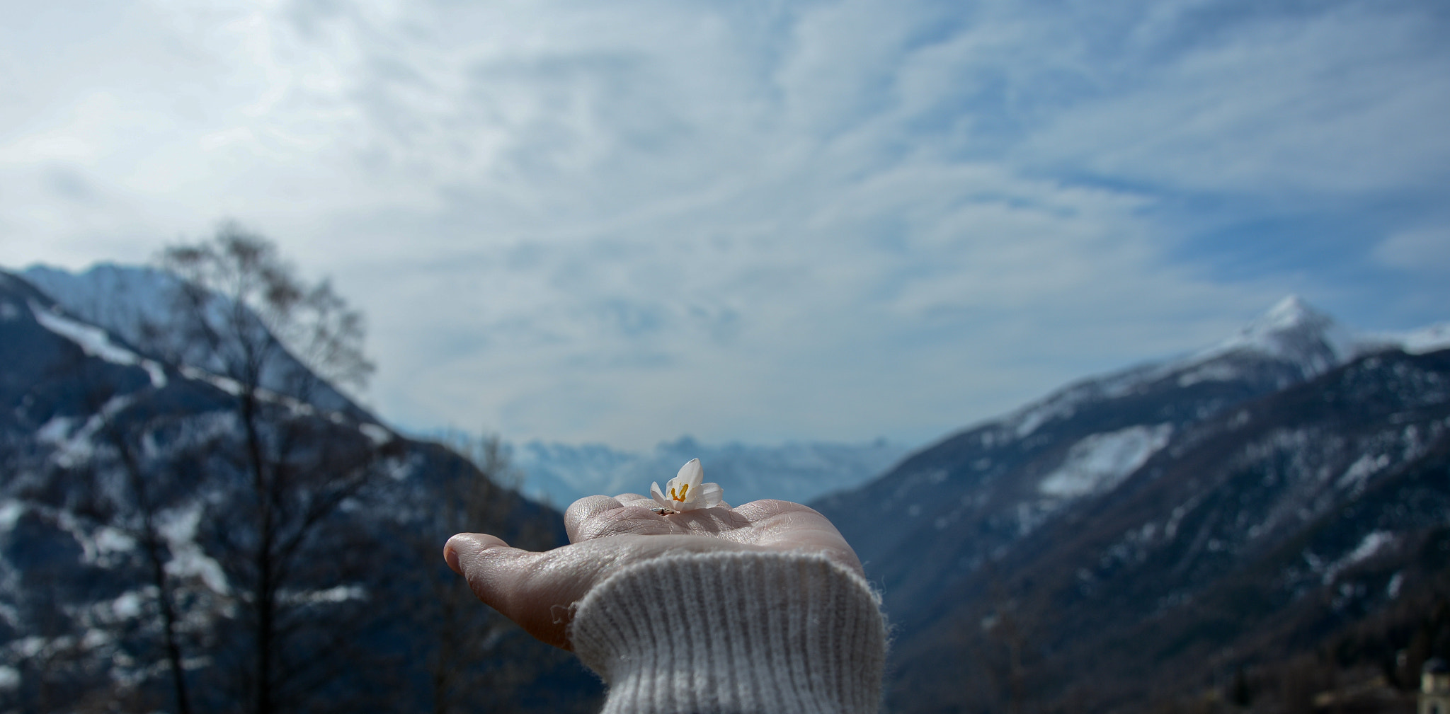 Nikon D7100 + AF Nikkor 50mm f/1.4 sample photo. Fragile and beautiful photography