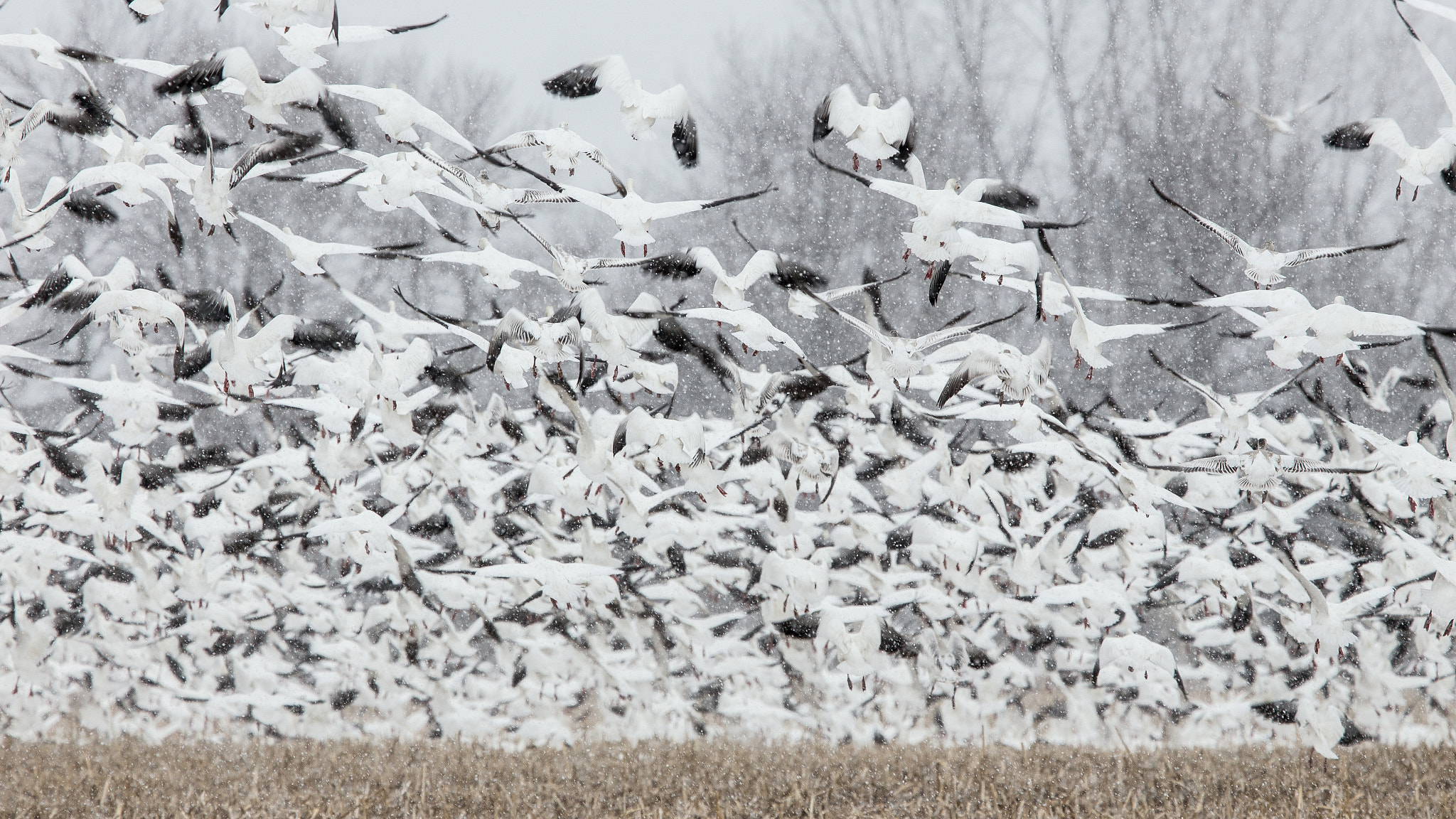 Canon EOS 6D + Canon EF 400mm F4.0 DO IS USM sample photo. Geese's mees photography