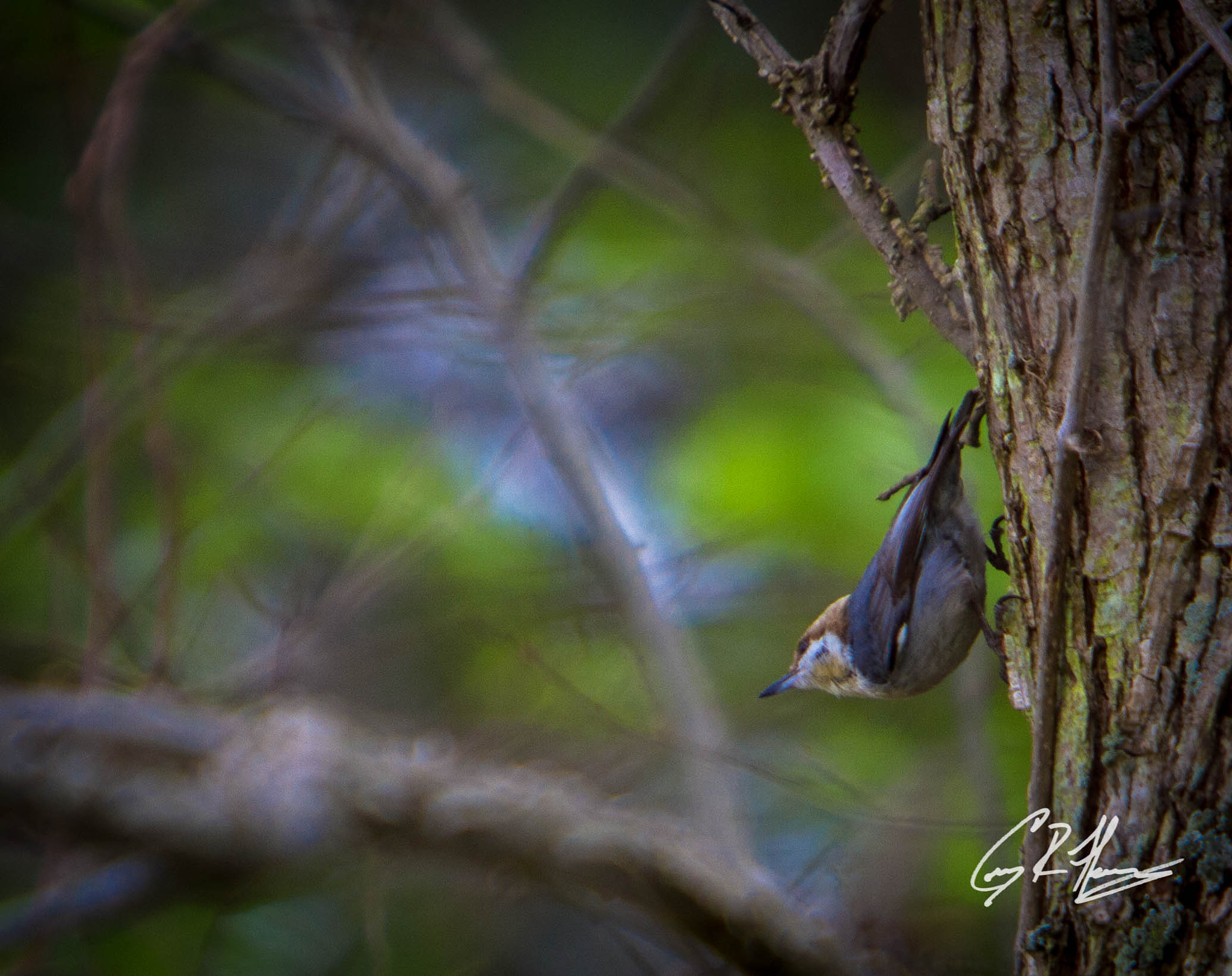 Canon EOS 7D + Canon EF 70-200mm F2.8L IS USM sample photo