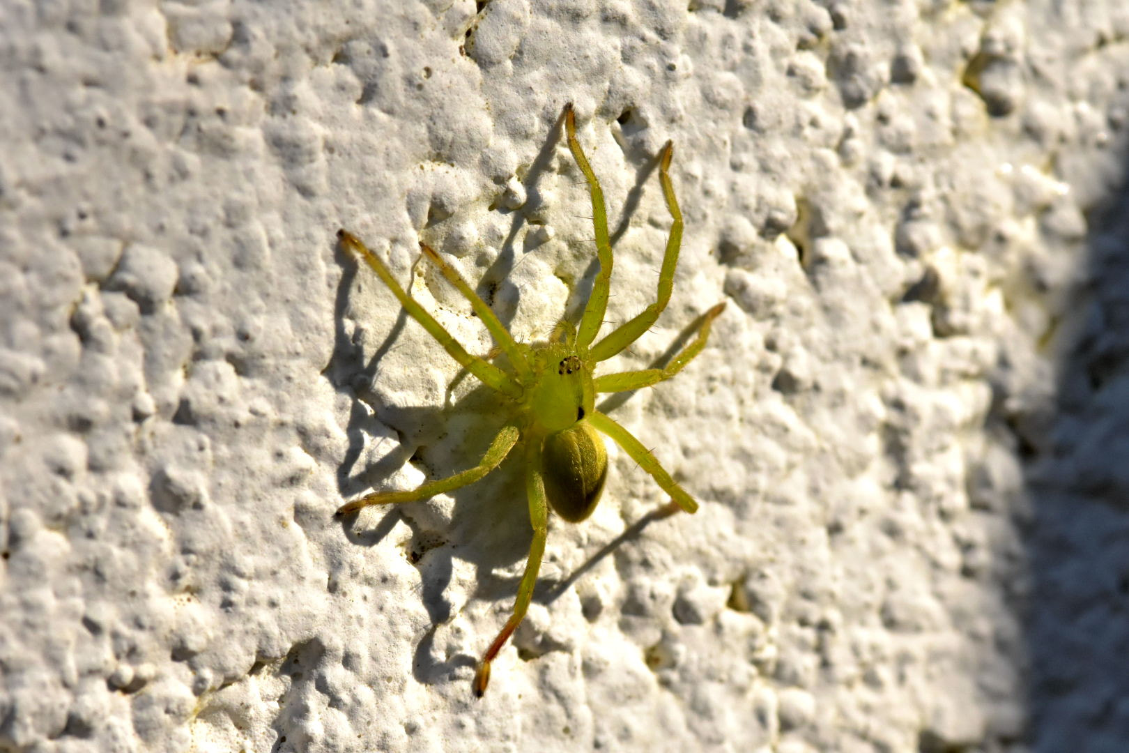 Nikon D7200 + Sigma 105mm F2.8 EX DG Macro sample photo. Green spider photography