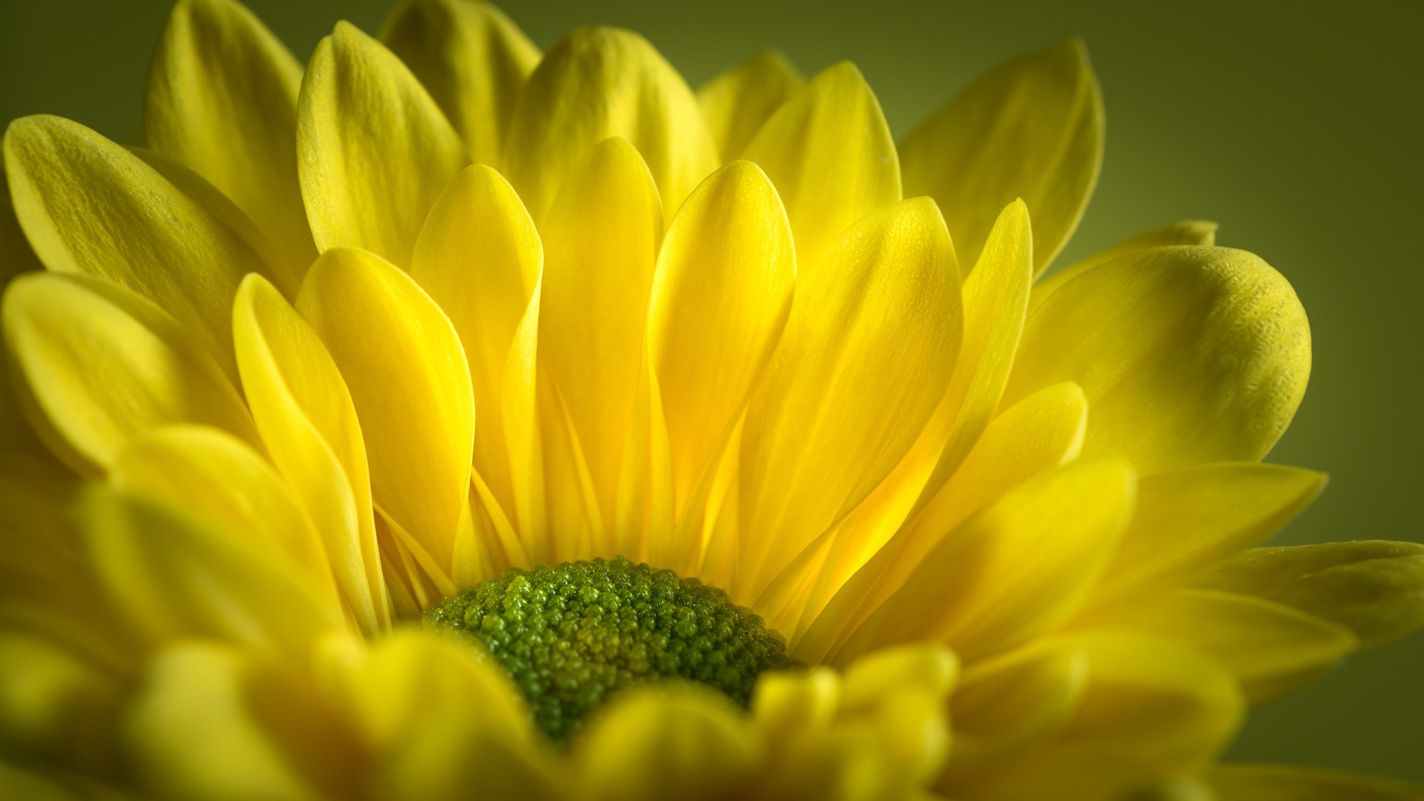 Nikon AF-S DX Micro-Nikkor 85mm F3.5G ED VR sample photo. Mums the word photography