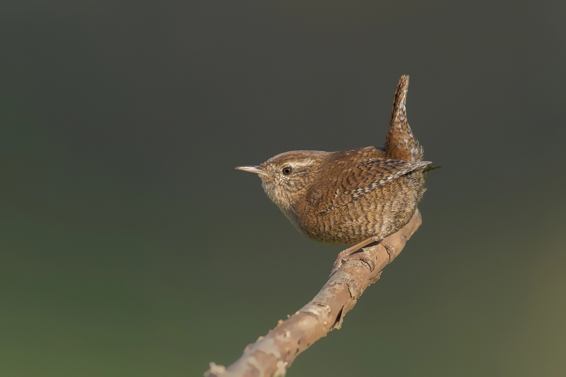 Nikon AF-S Nikkor 600mm F4G ED VR sample photo. Scricciolo-wren photography