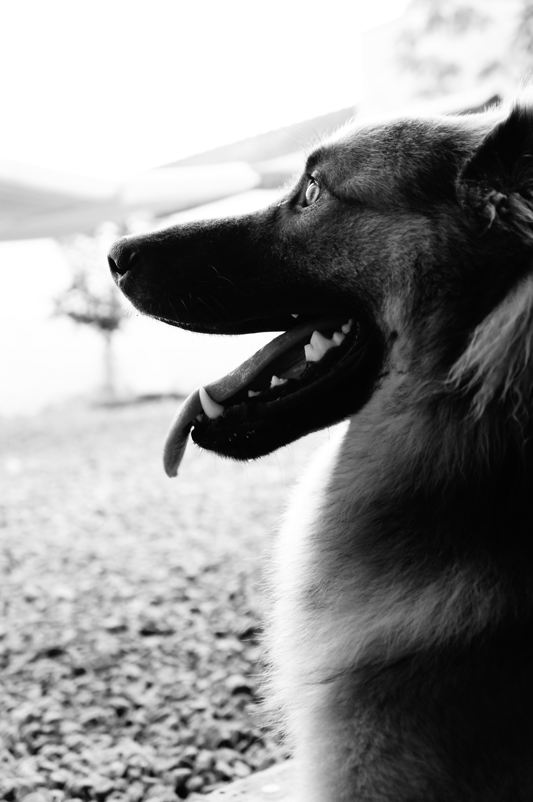 Sony Alpha NEX-C3 sample photo. Dog photography