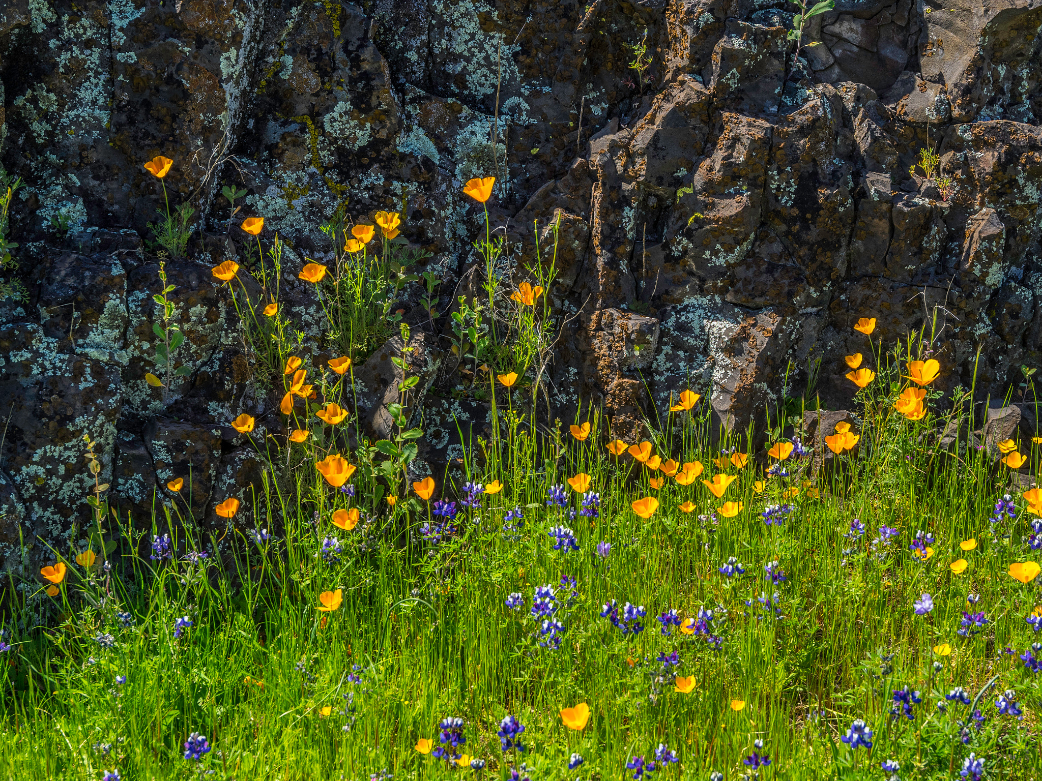Olympus Zuiko Digital ED 12-60mm F2.8-4.0 SWD sample photo. California wildflowers photography