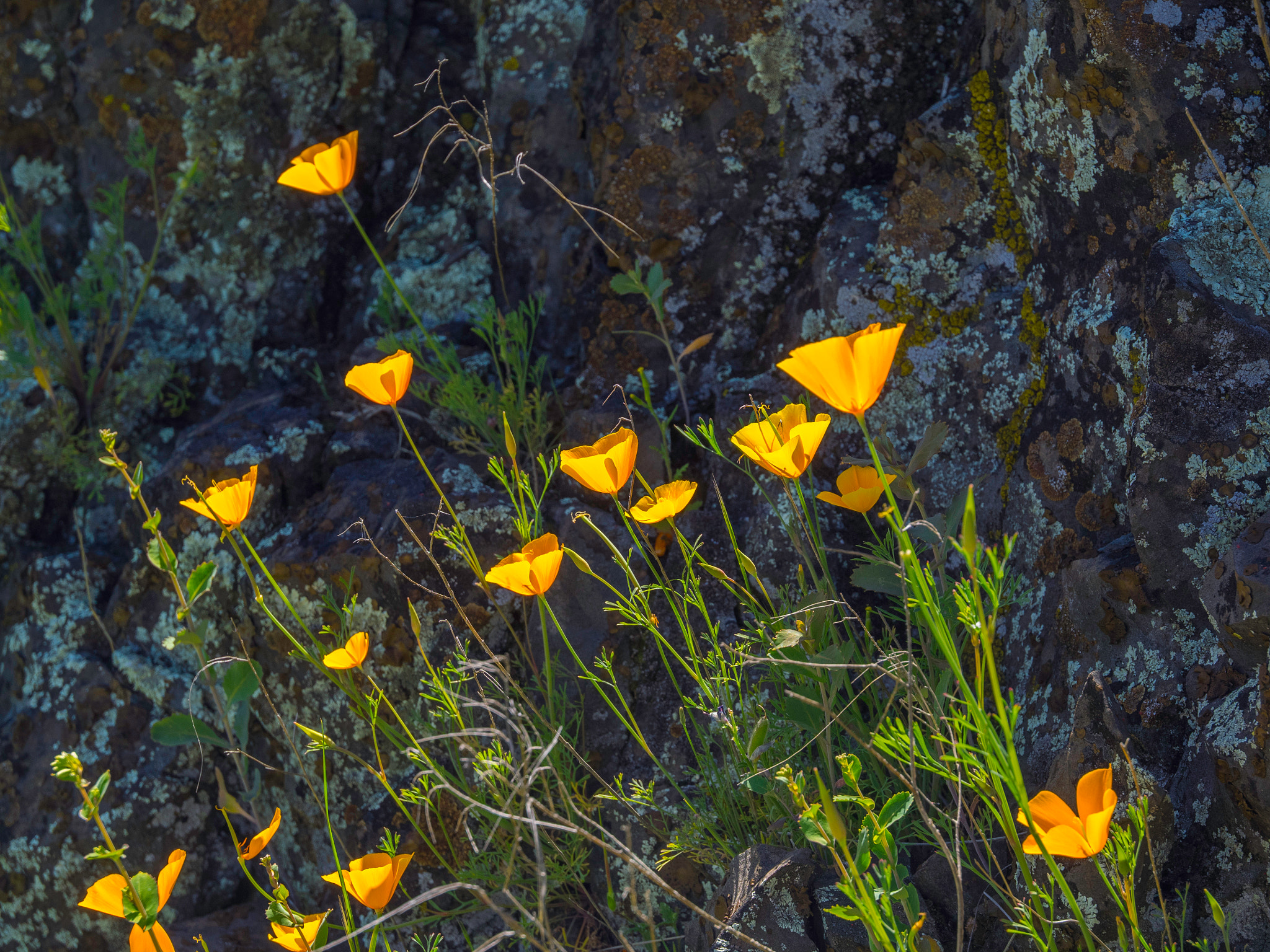 Olympus Zuiko Digital ED 12-60mm F2.8-4.0 SWD sample photo. California wildflowers photography