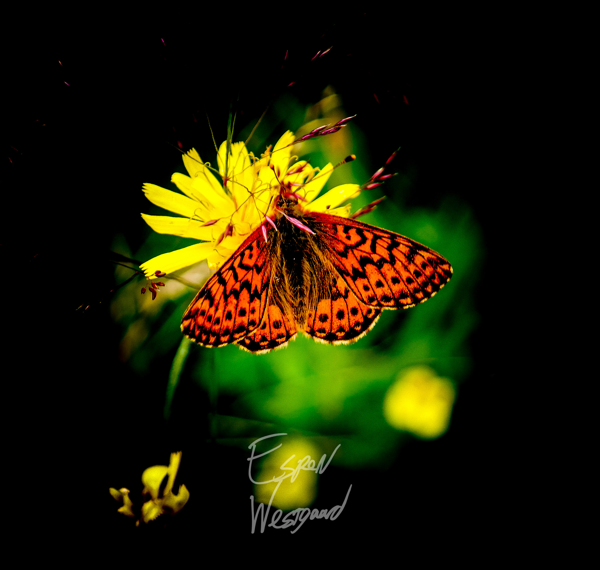 Samsung NX30 + NX 18-55mm F3.5-5.6 sample photo. Spotted this in the woods photography
