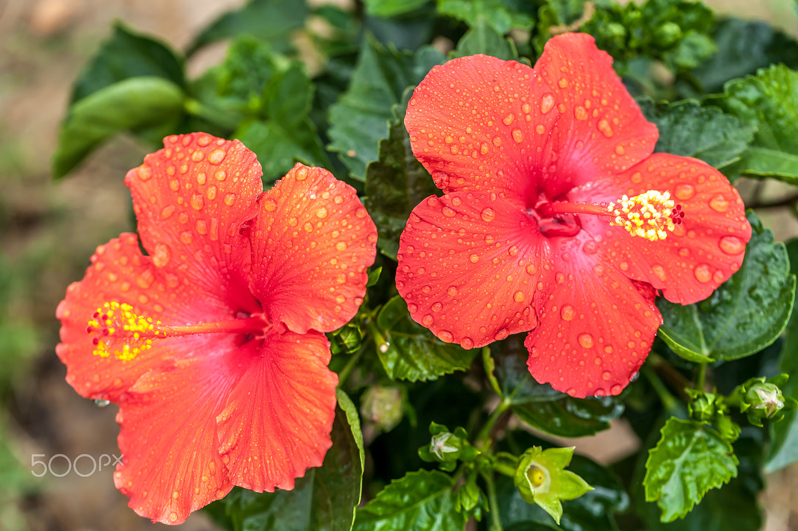 Canon EOS 5D + Canon EF 100mm F2.8L Macro IS USM sample photo. Wet and red twins photography