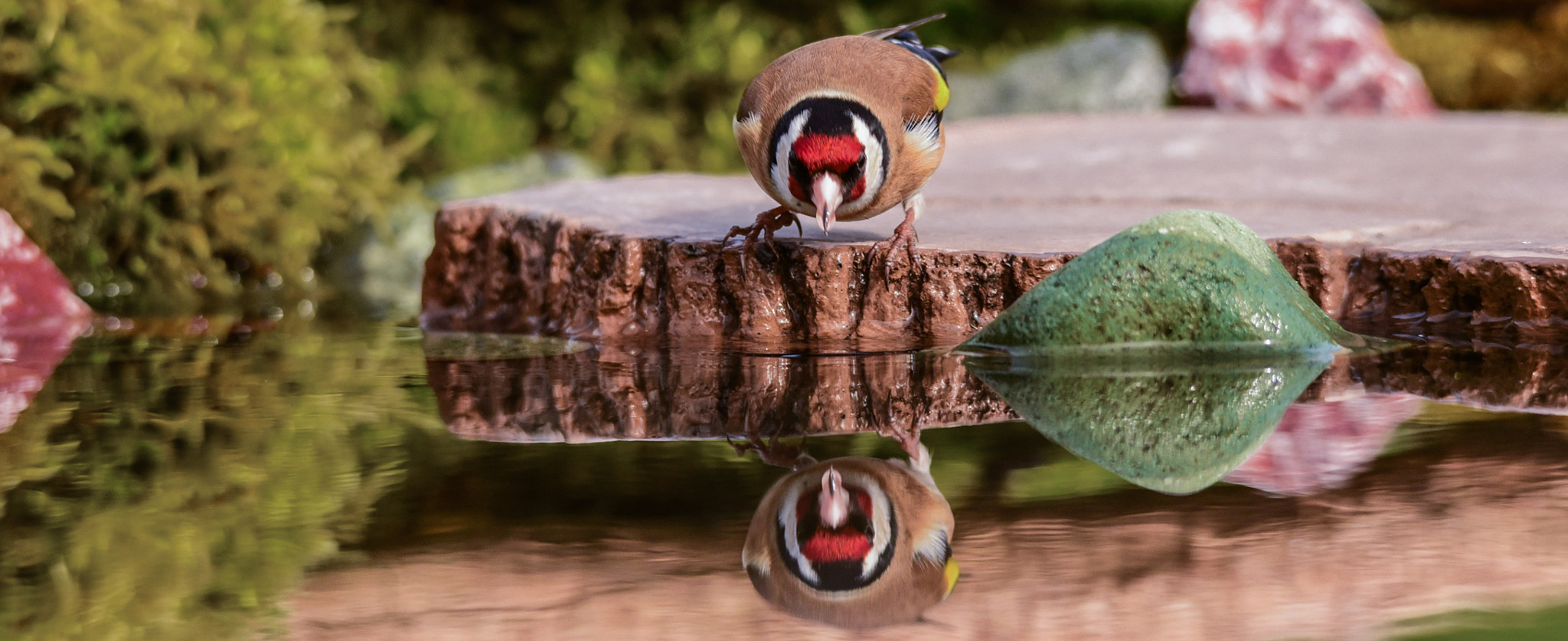Sigma 120-400mm F4.5-5.6 DG OS HSM sample photo. Goldfinch photography