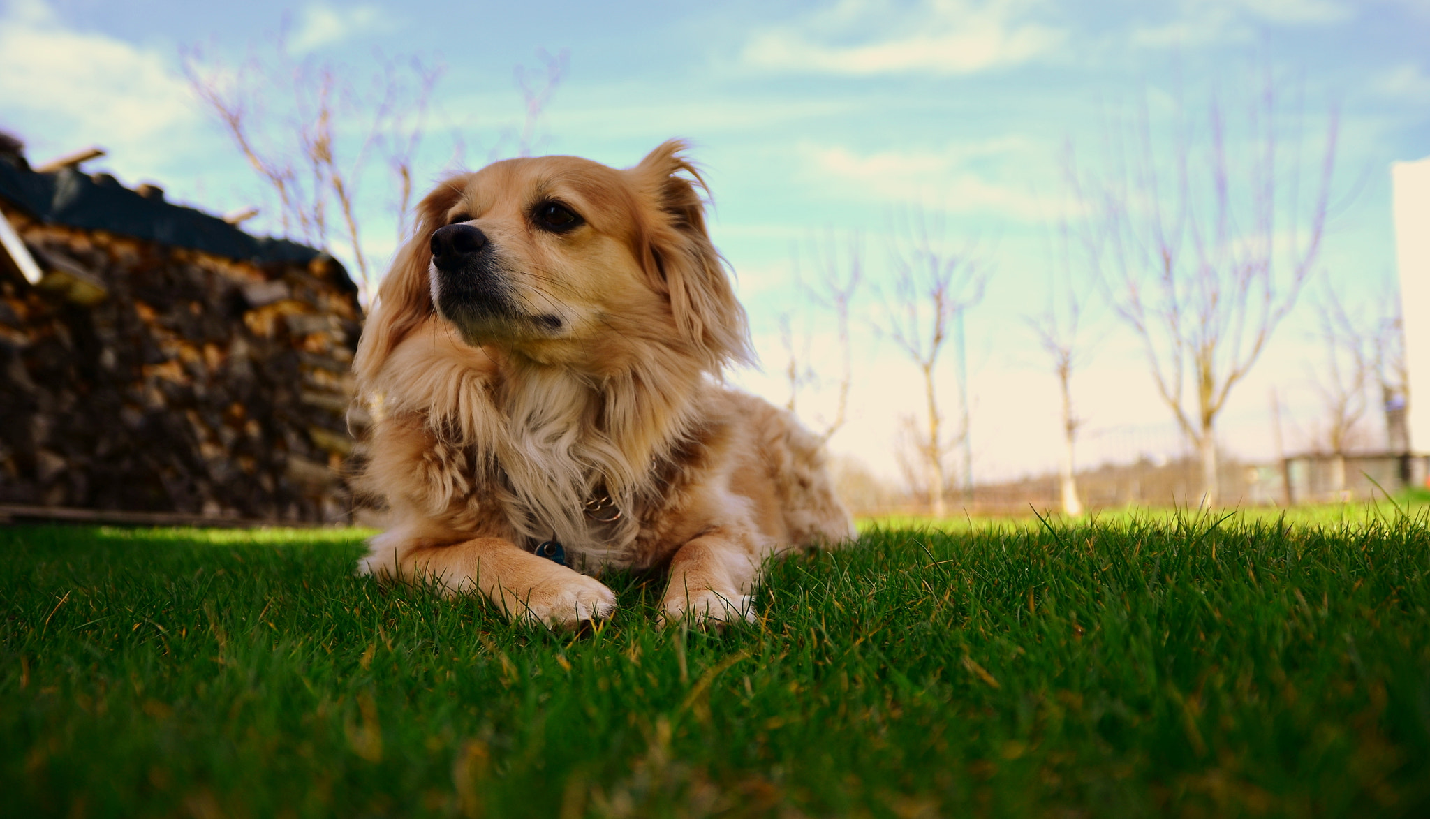 Sigma 17-70mm F2.8-4 DC Macro OS HSM | C sample photo. Hachi photography