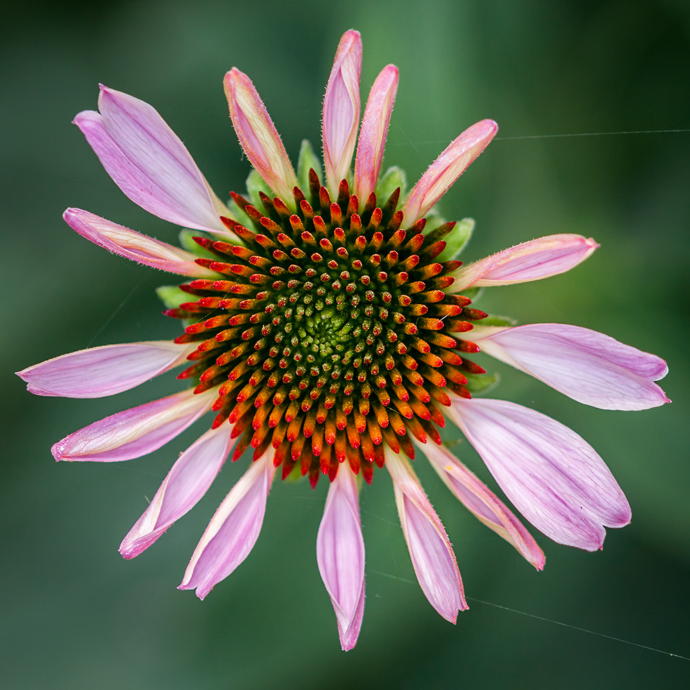 Canon EOS 40D + Canon EF 100mm F2.8L Macro IS USM sample photo. Asymmetrical flower ! photography