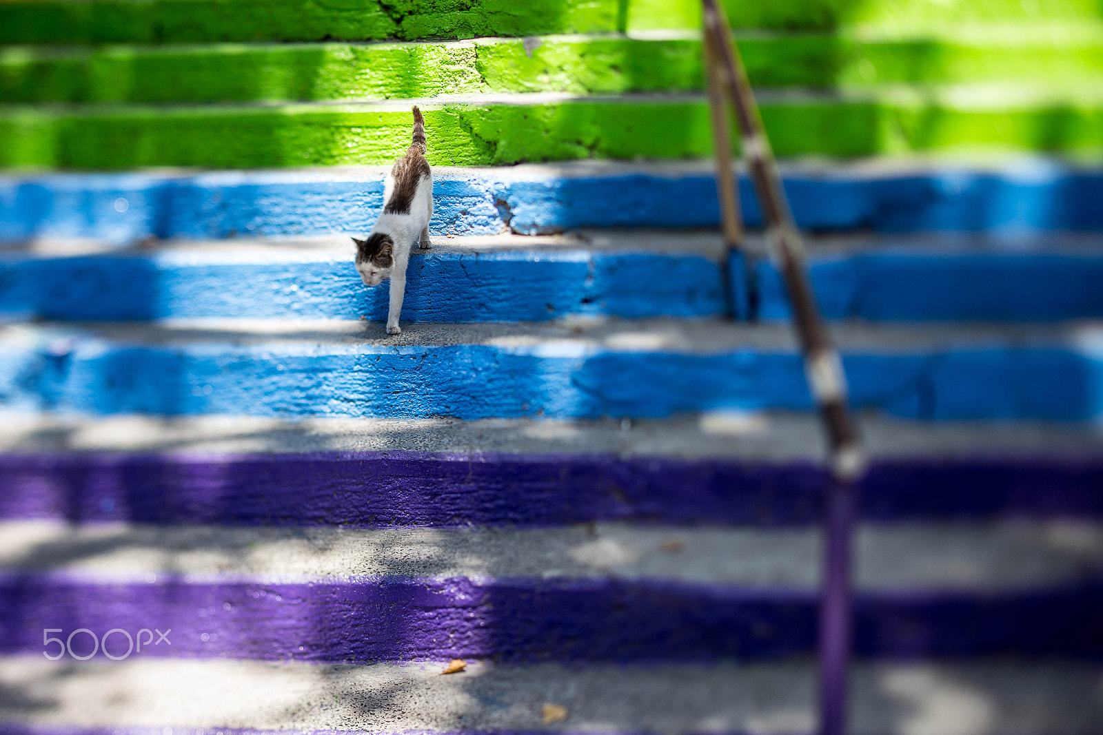 Canon EOS 6D + Canon TS-E 45mm F2.8 Tilt-Shift sample photo. Kitty stairs photography