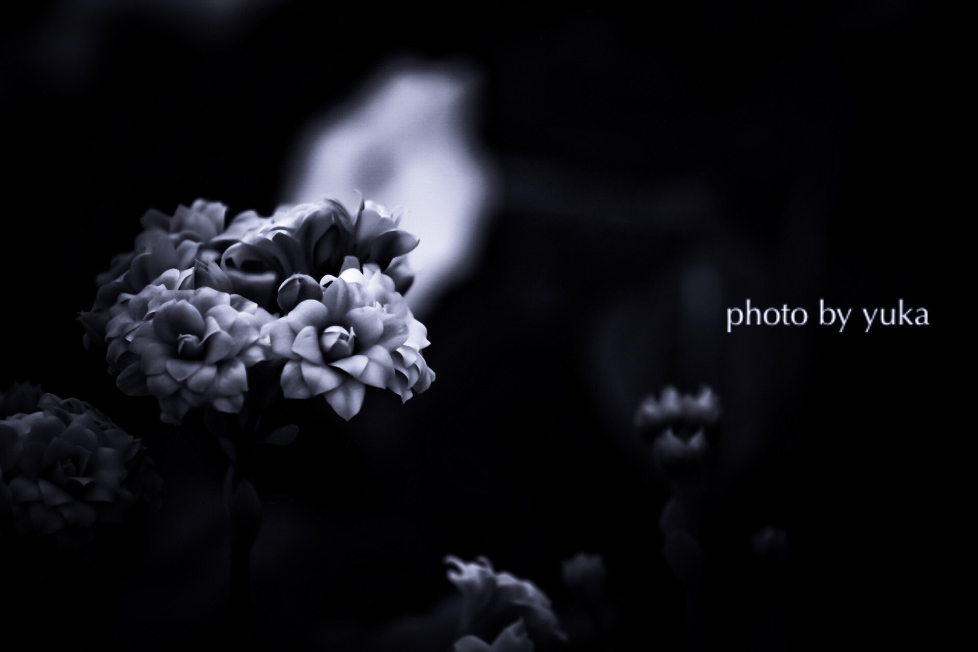 Canon EF-S 55-250mm F4-5.6 IS sample photo. ありふれた日々を photography