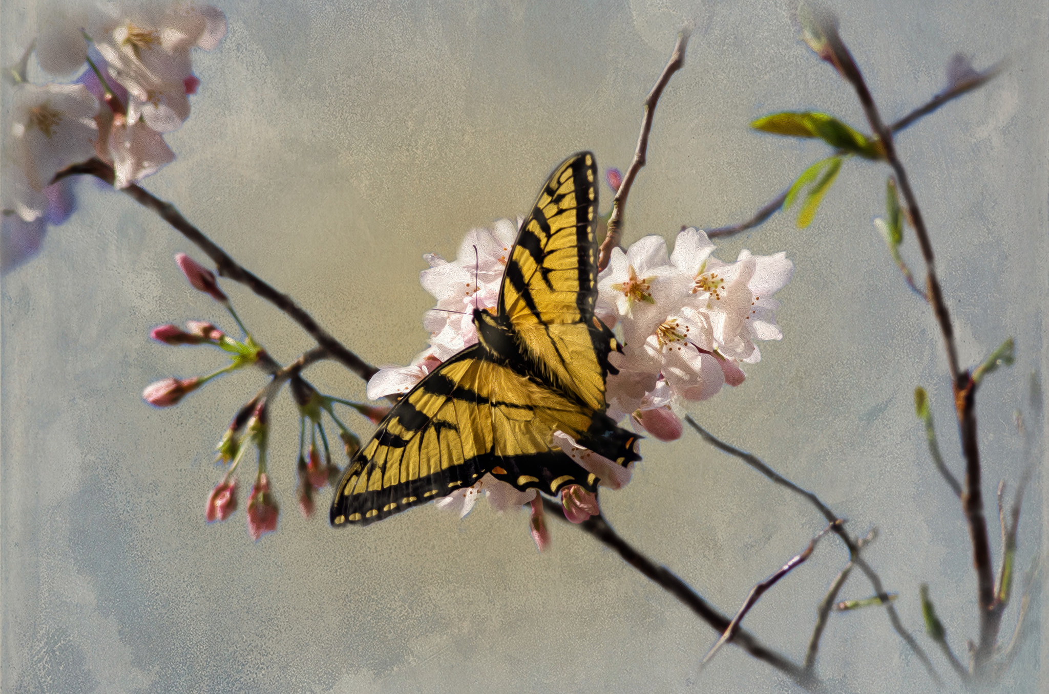 Pentax K-5 + Tamron AF 70-300mm F4-5.6 Di LD Macro sample photo. Cherry blossoms butterfly 2016 photography