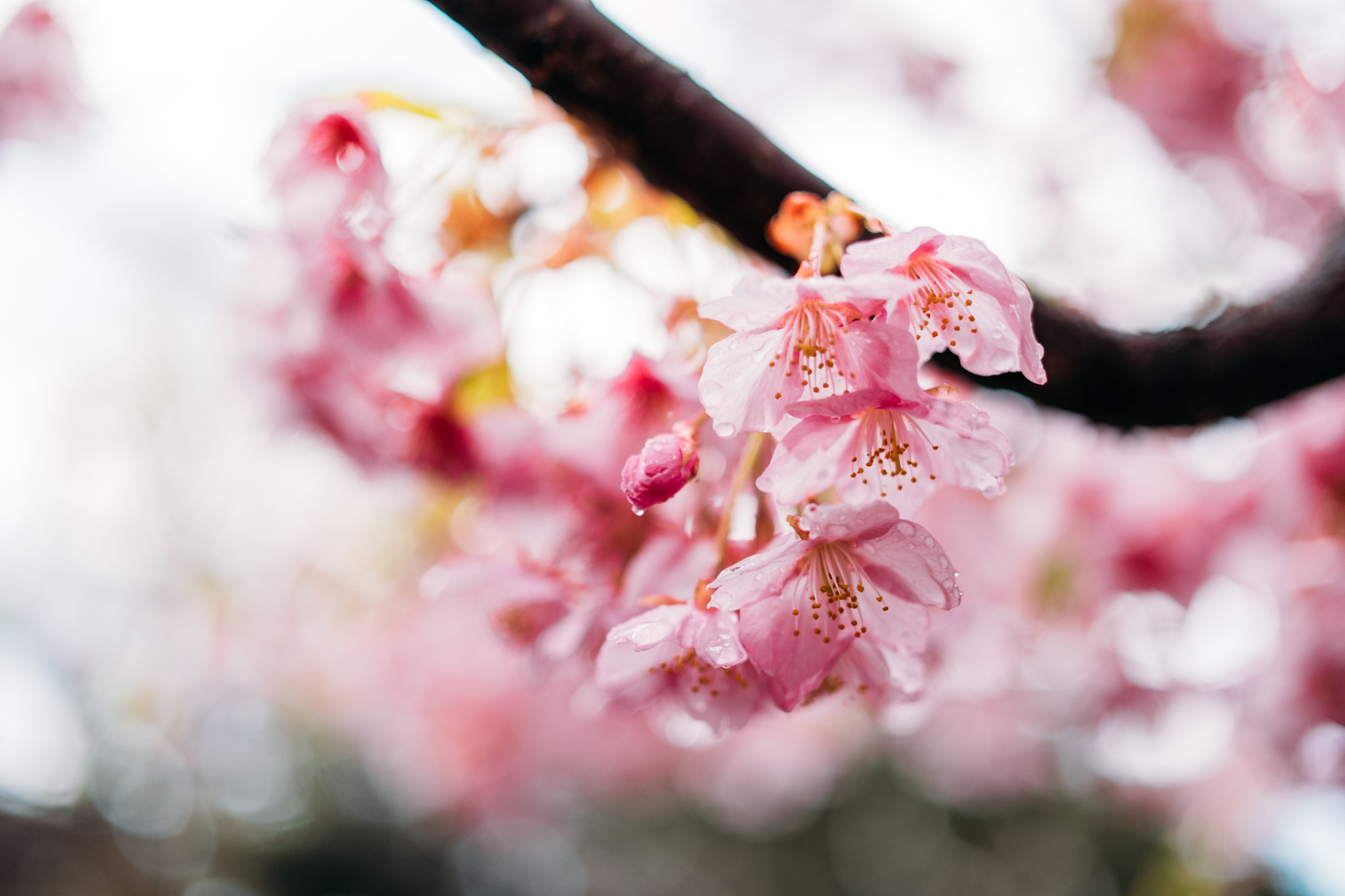 ZEISS Touit 32mm F1.8 sample photo. 櫻 photography
