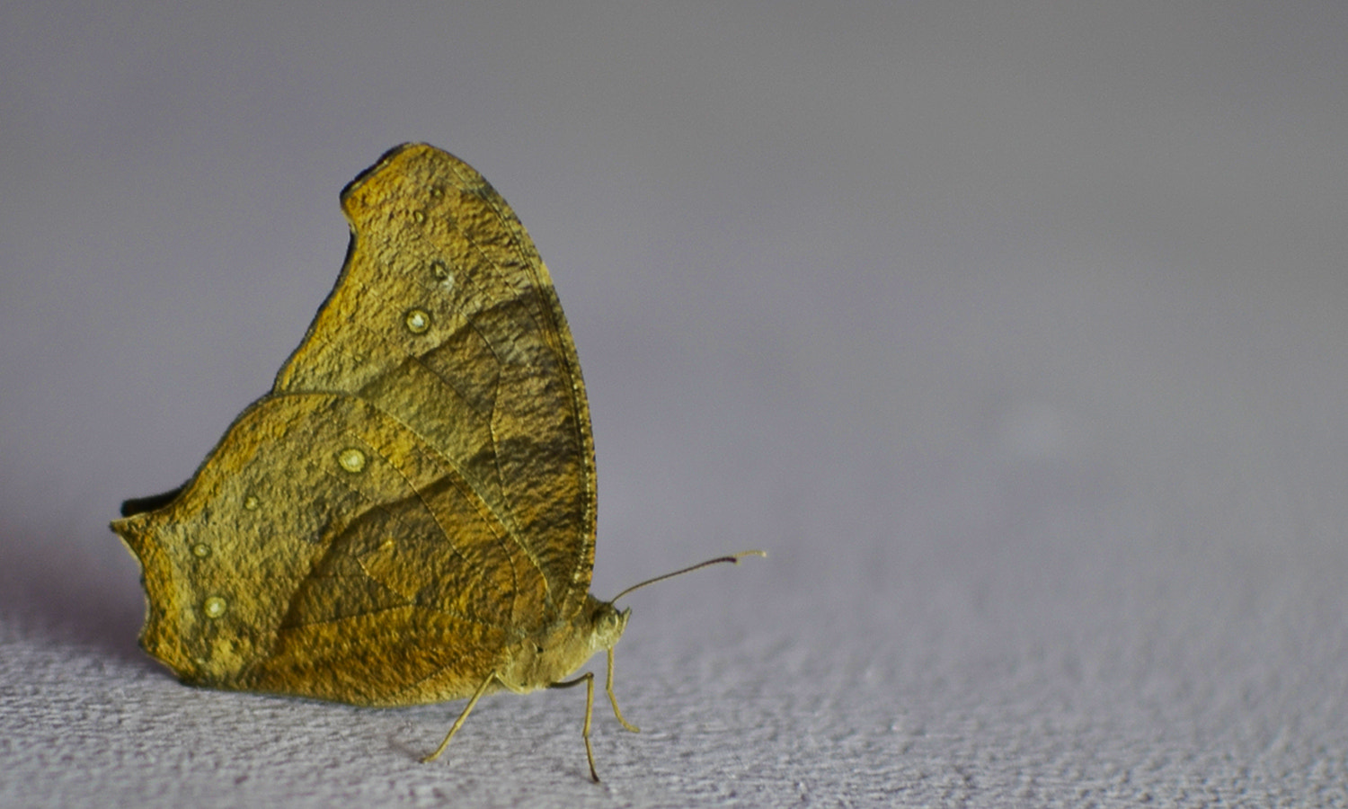 Nikon D5100 + AF DC-Nikkor 135mm f/2D sample photo. Common evening brown photography