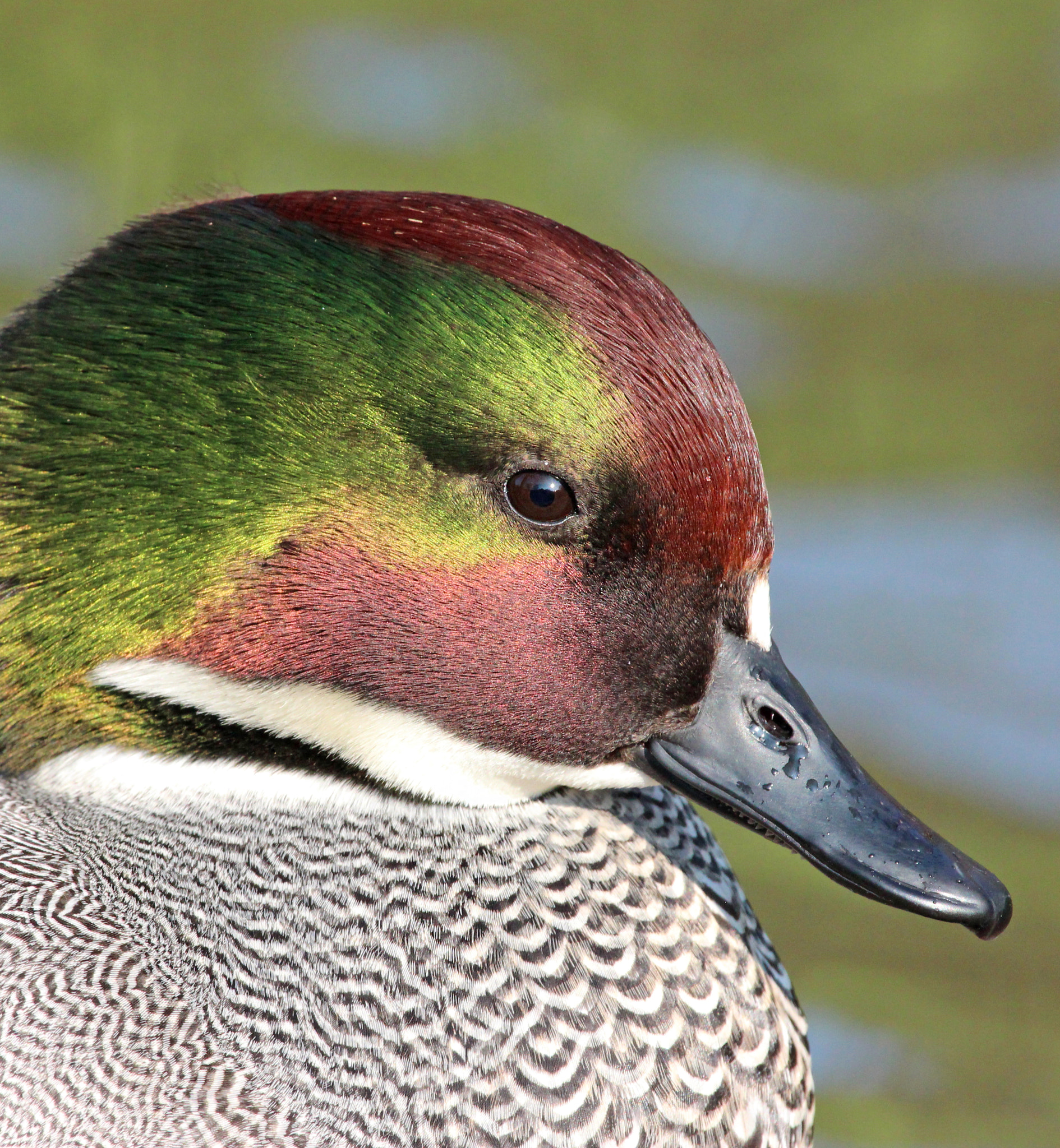 Canon EF 100-400mm F4.5-5.6L IS USM sample photo. Pato photography
