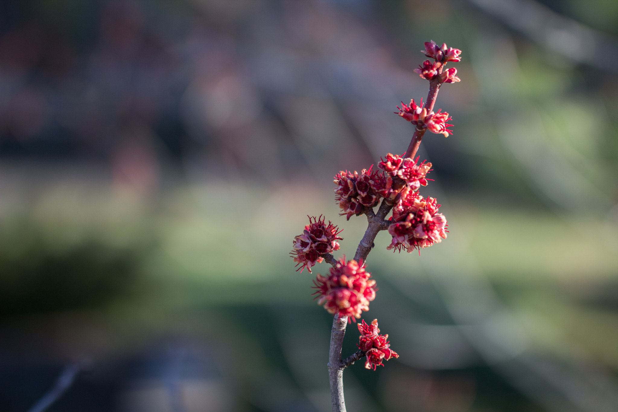 Sigma 35mm F1.4 DG HSM Art sample photo. Springtime photography