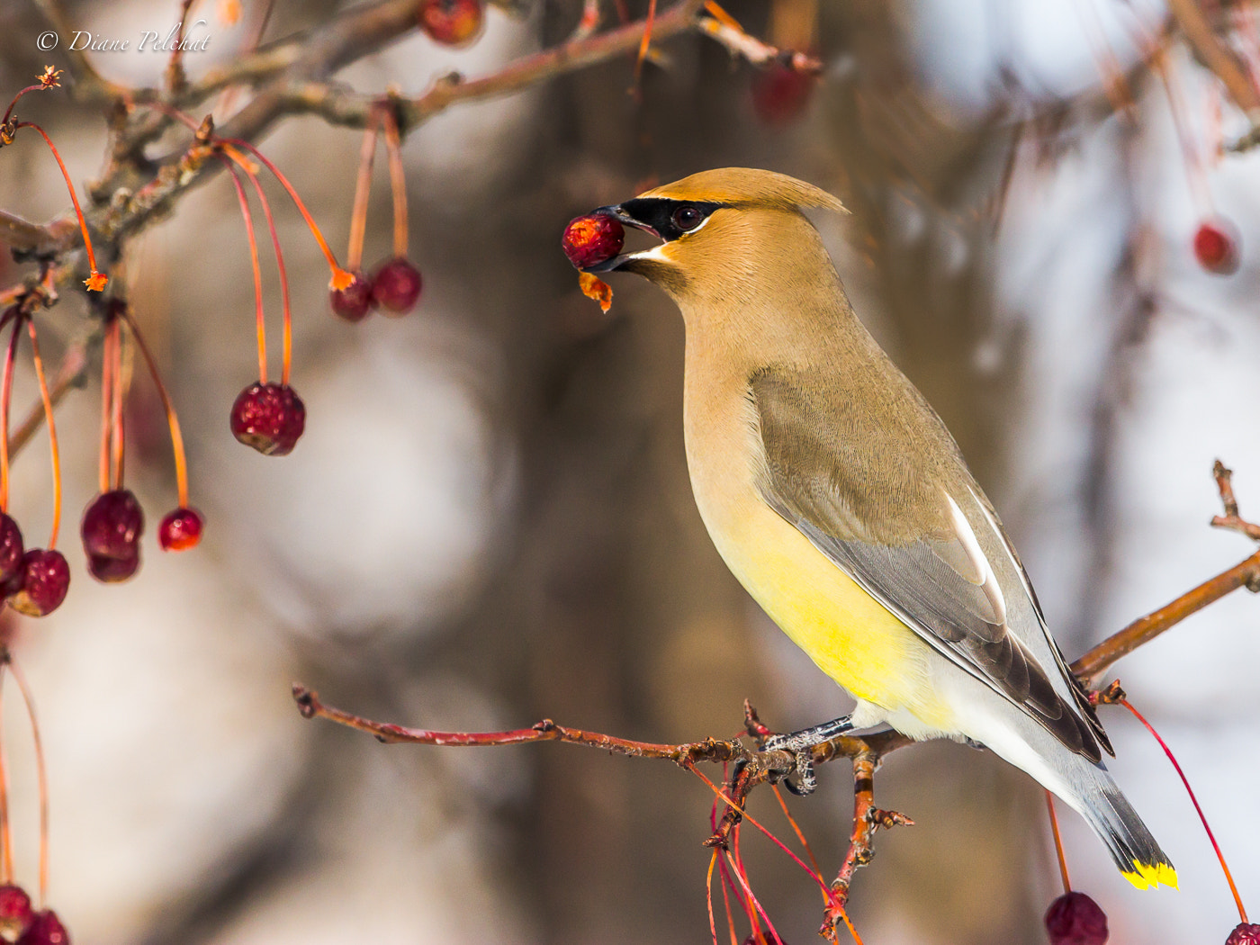 Canon EOS 60D + Canon EF 300mm F2.8L IS II USM sample photo. Cedar waxwing photography