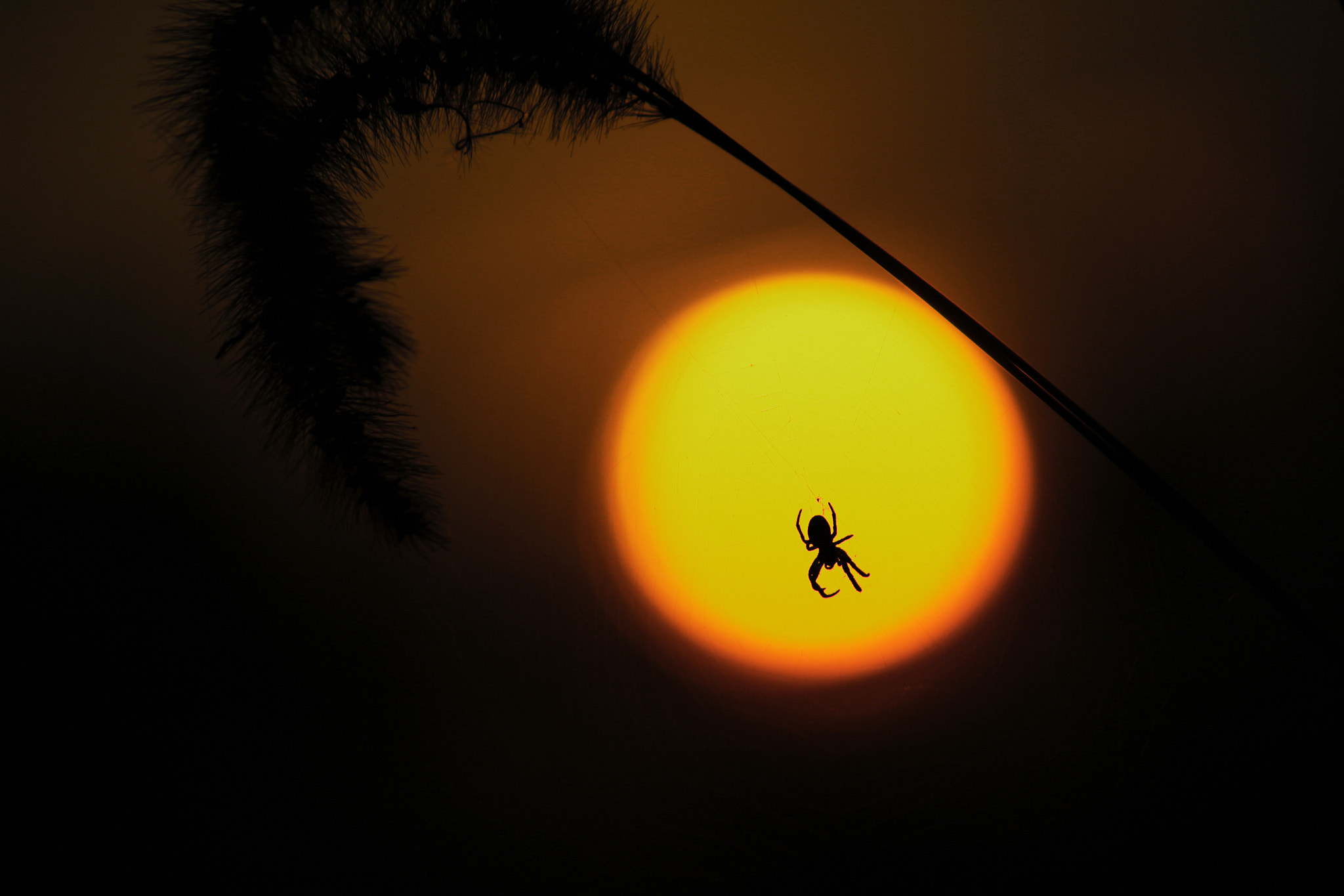 Canon EF-S 55-250mm F4-5.6 IS sample photo. Spider photography