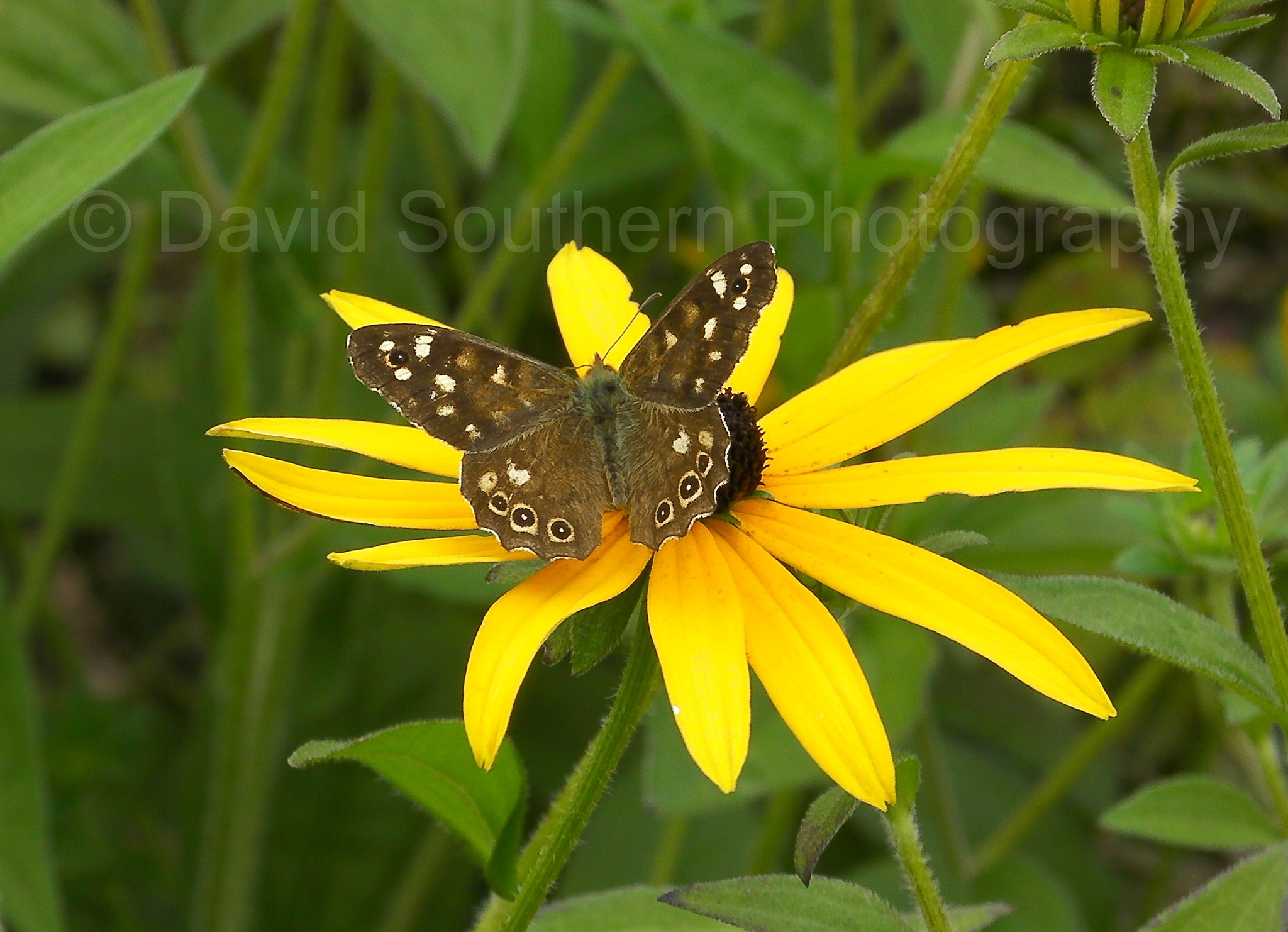 SANYO CG9 sample photo. Speckled wood butterfly photography